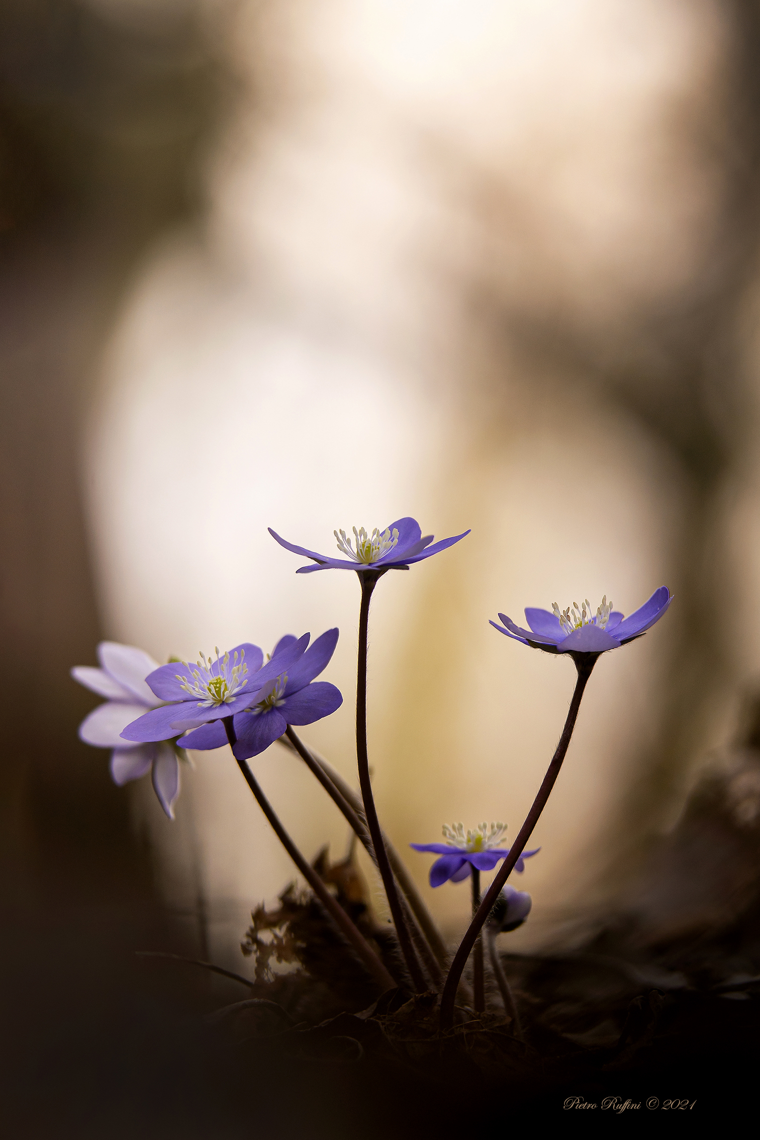 Hepatica