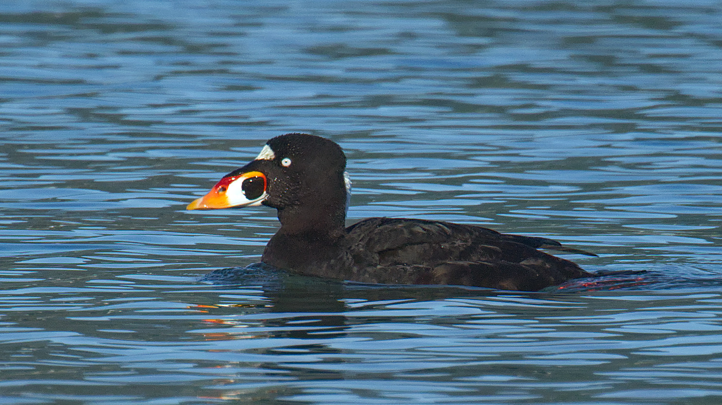 Surf Scoter Maschio (Melanitta perspicillata)