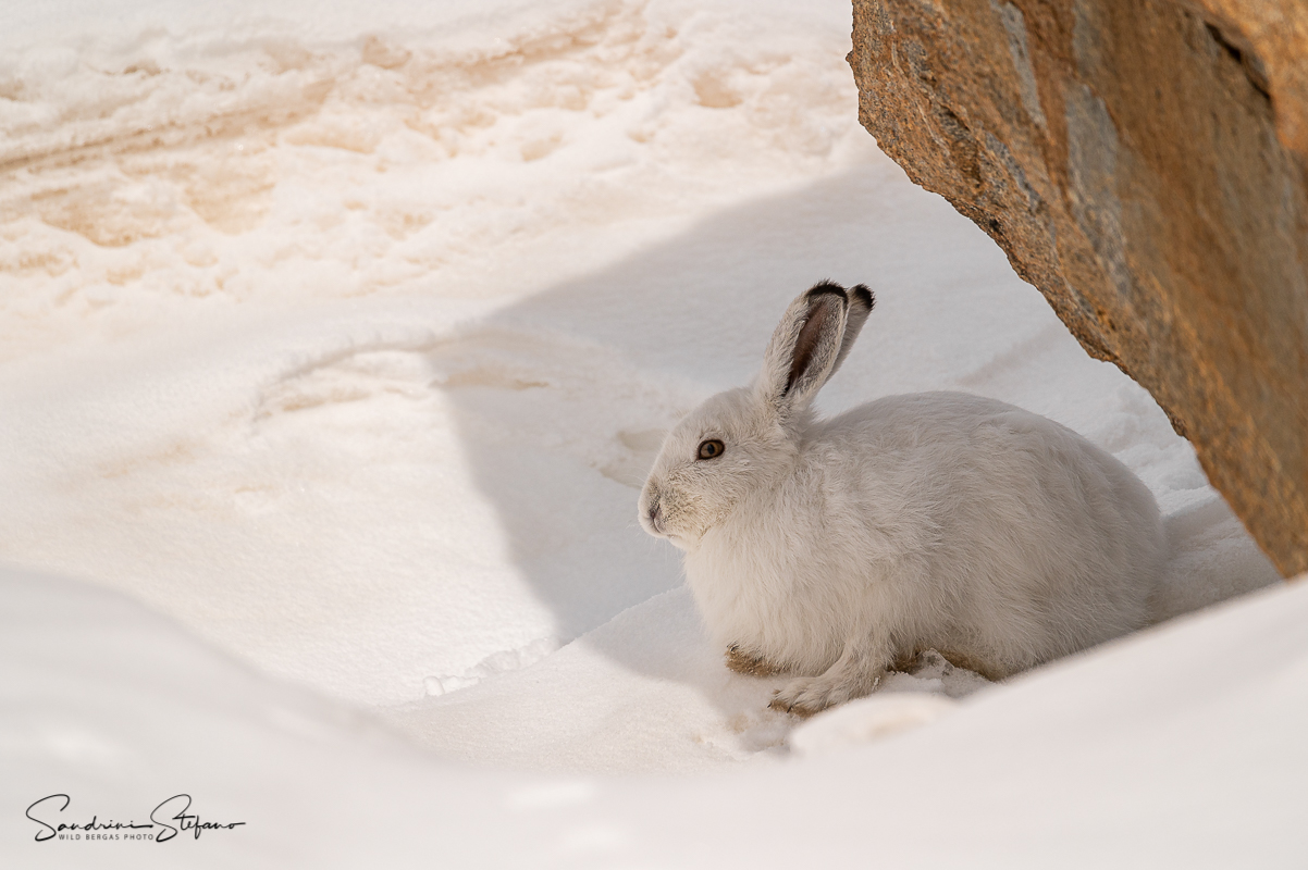La bianca del deserto