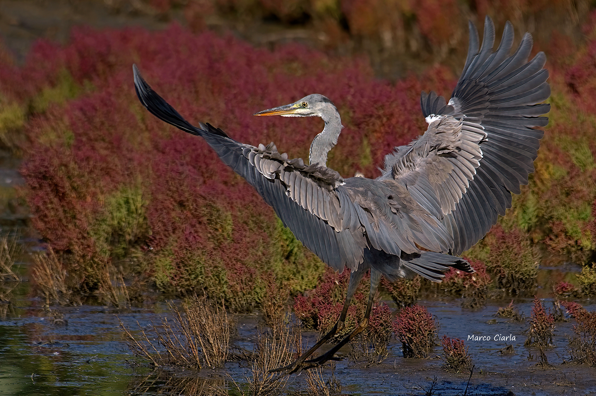 Airone cenerino (Ardea cinerea)