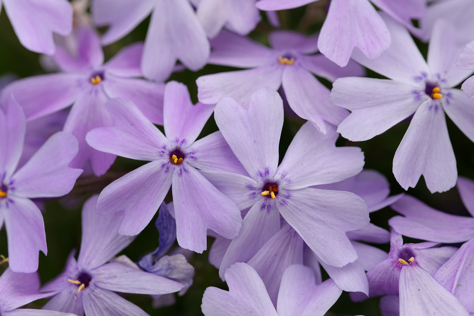 Phlox
