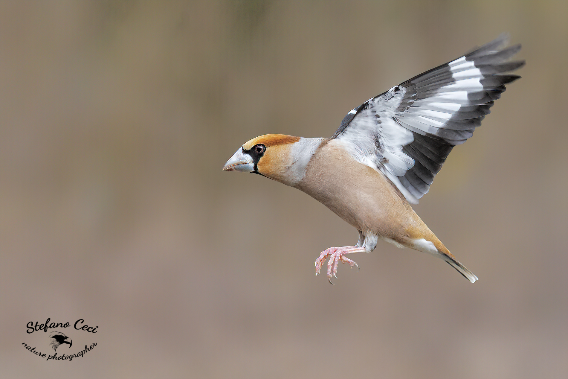 Male frosone in flight