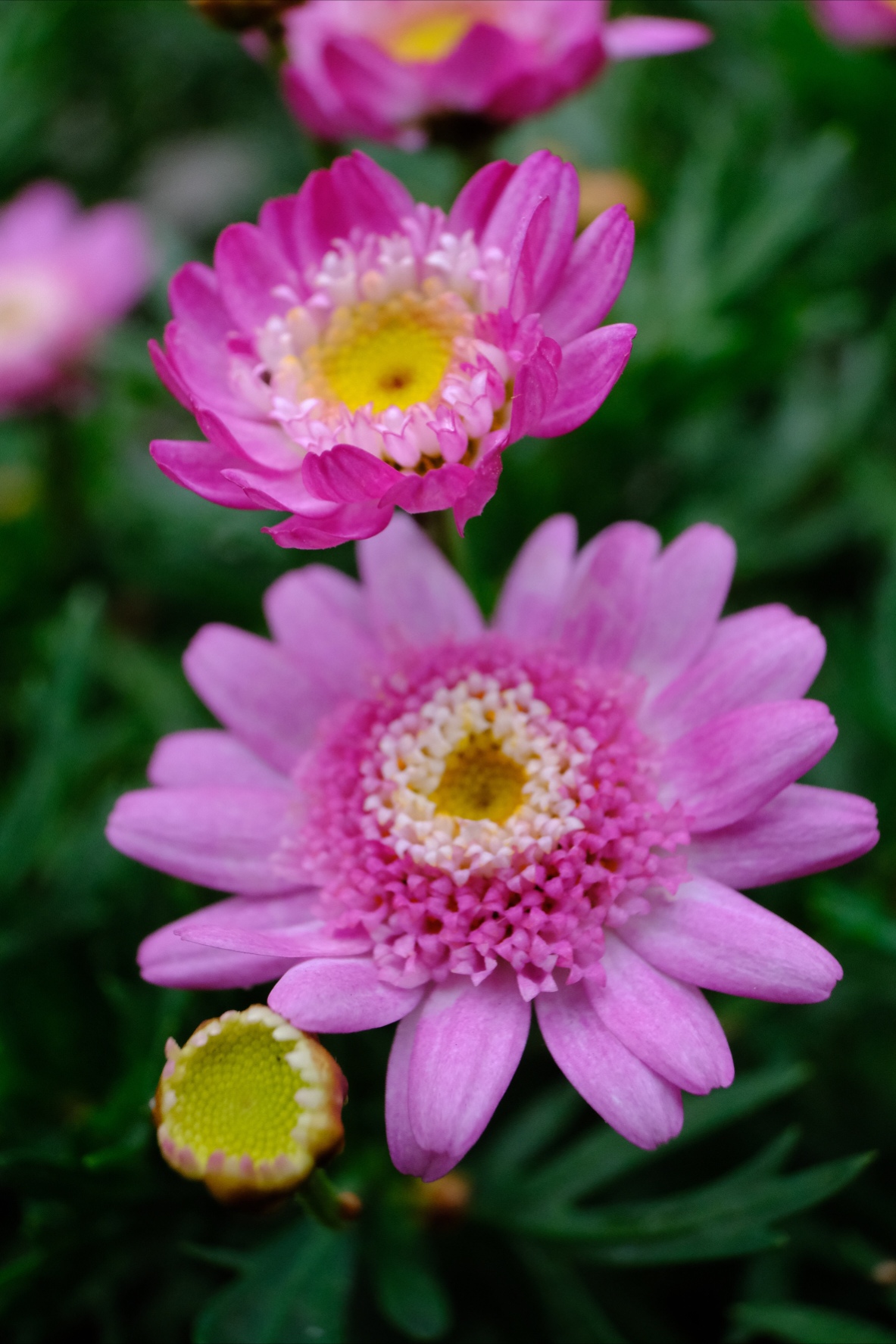 Prime prove di macro