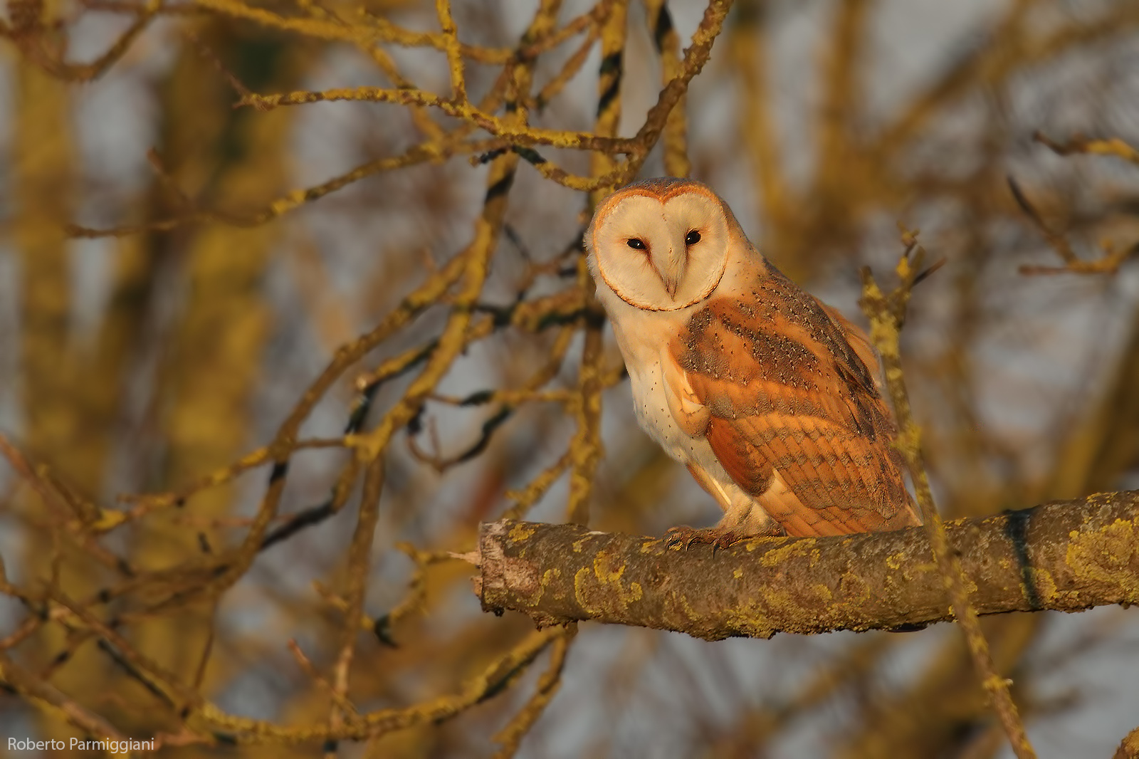 The camouflage of the barn owl