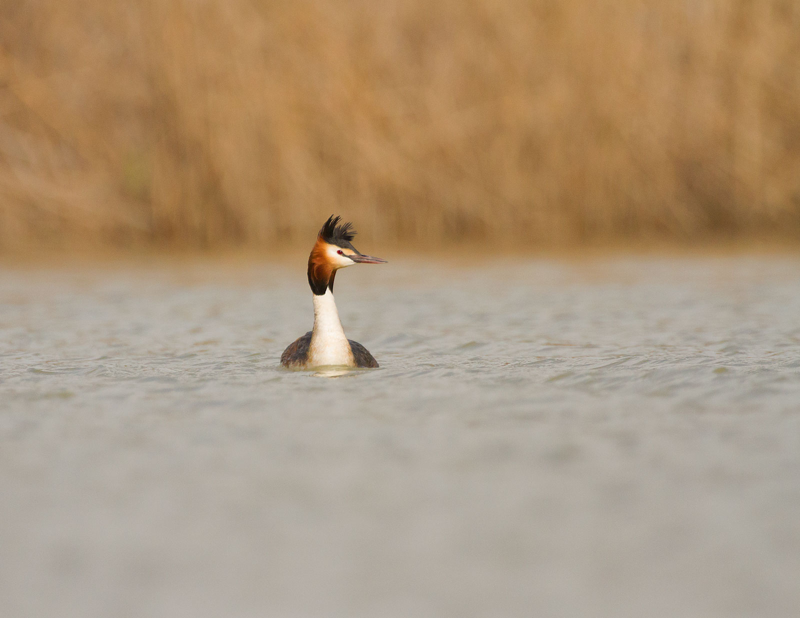 Prepare standard back.