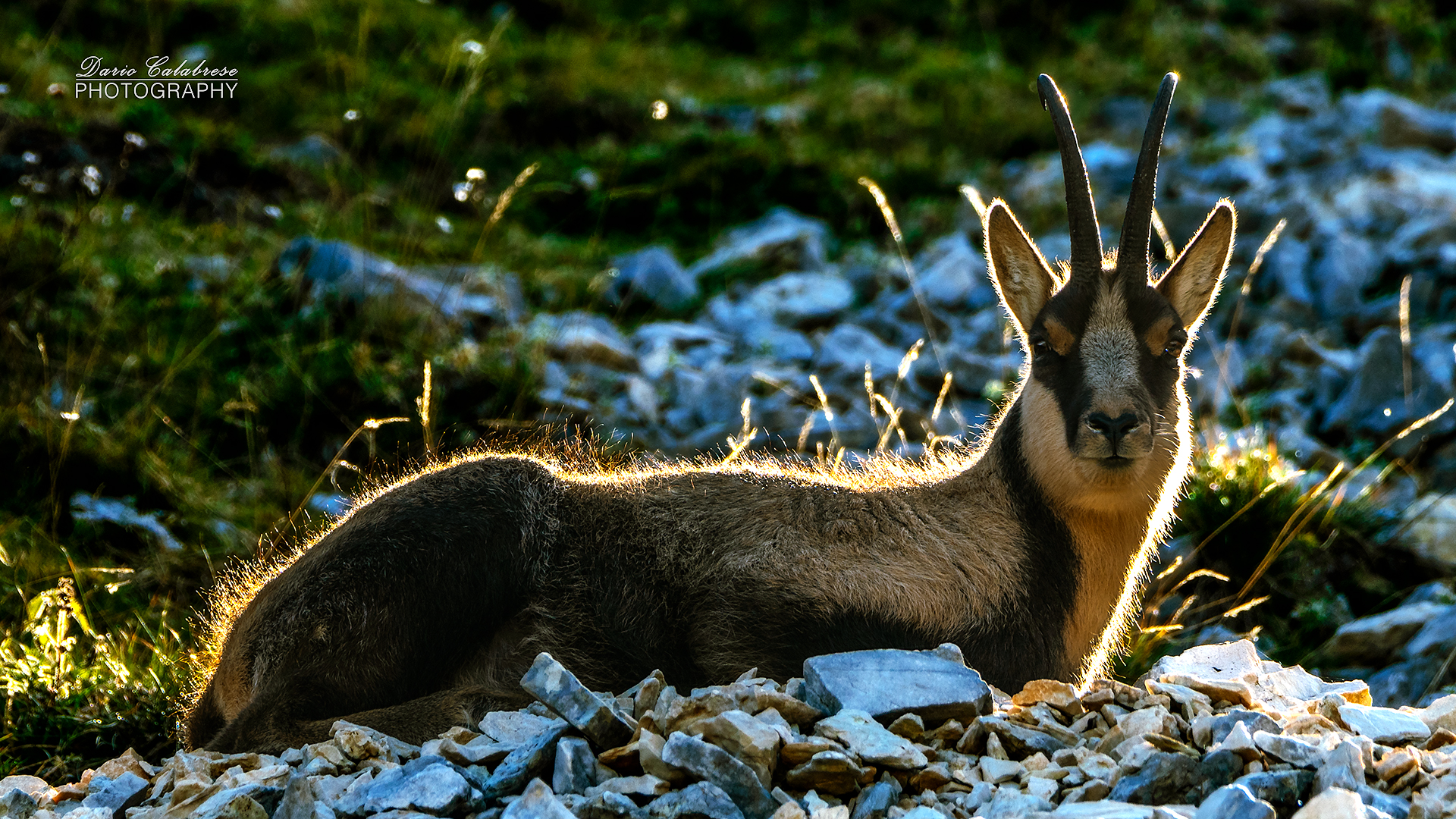 Silhouette al camoscio
