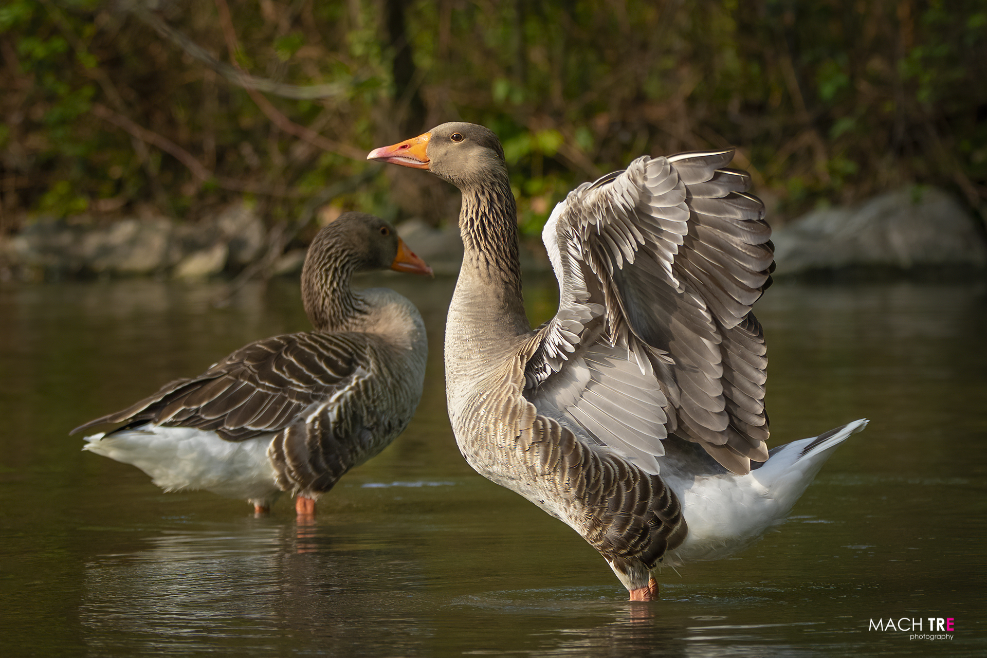 Wild Goose (Anser anser)