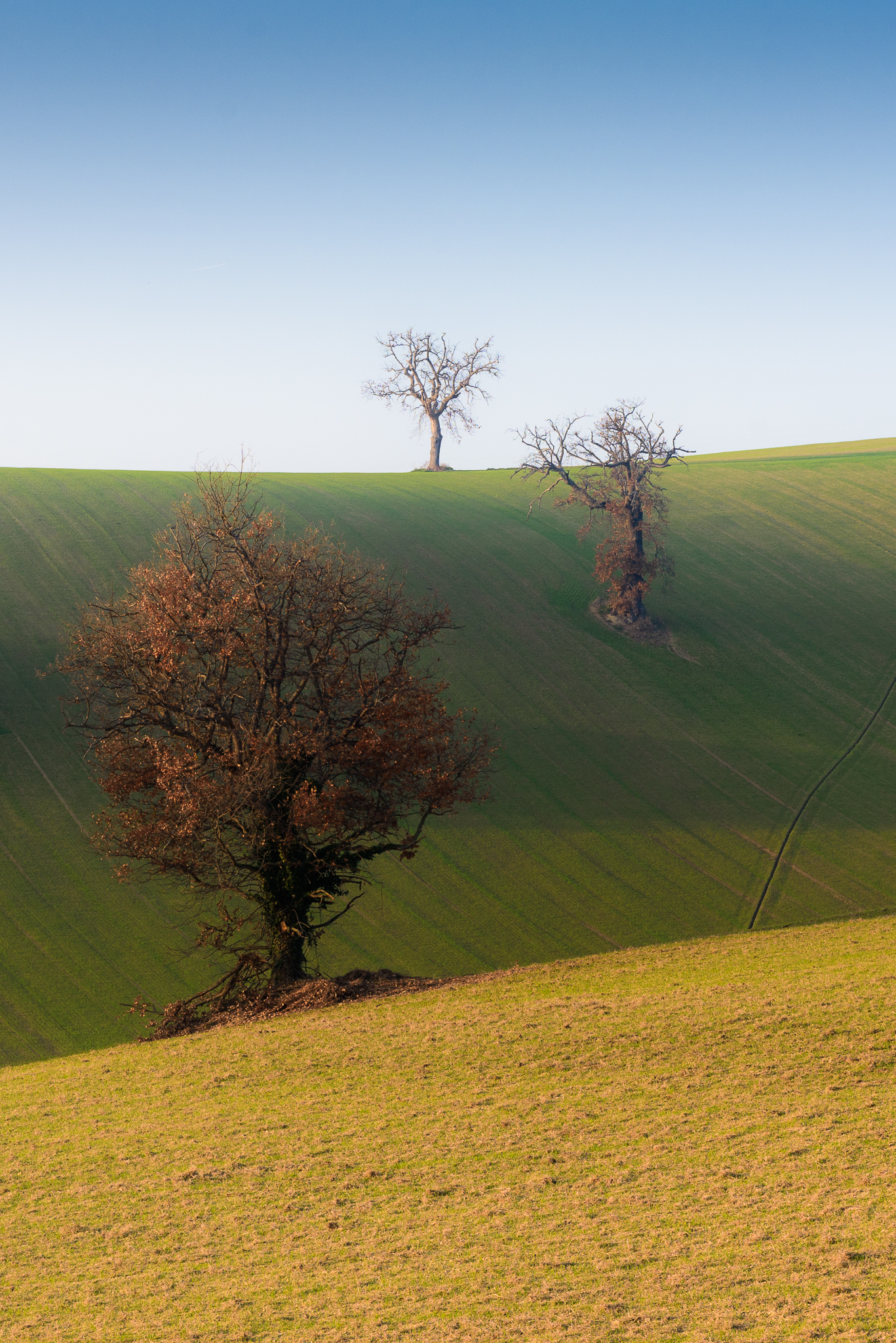 Gli alberi surfisti sulle verdi onde