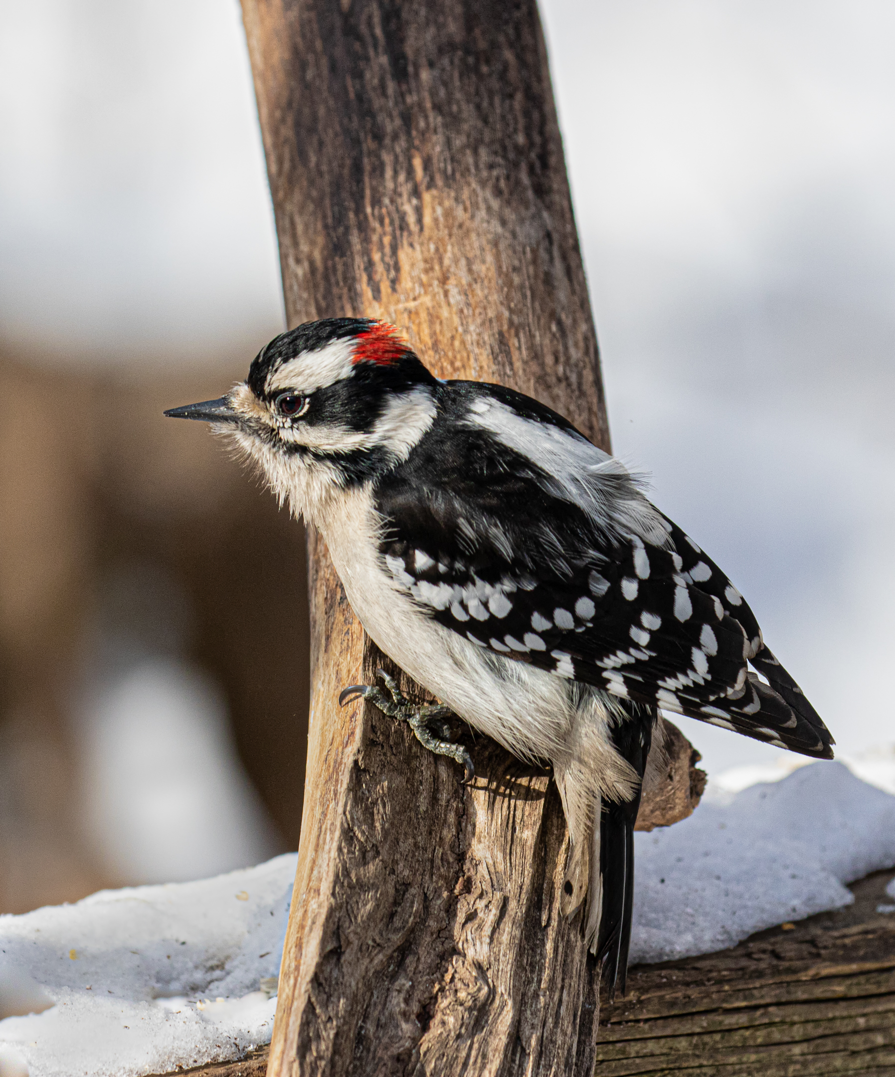 Downy Woodpecker in the Snow.