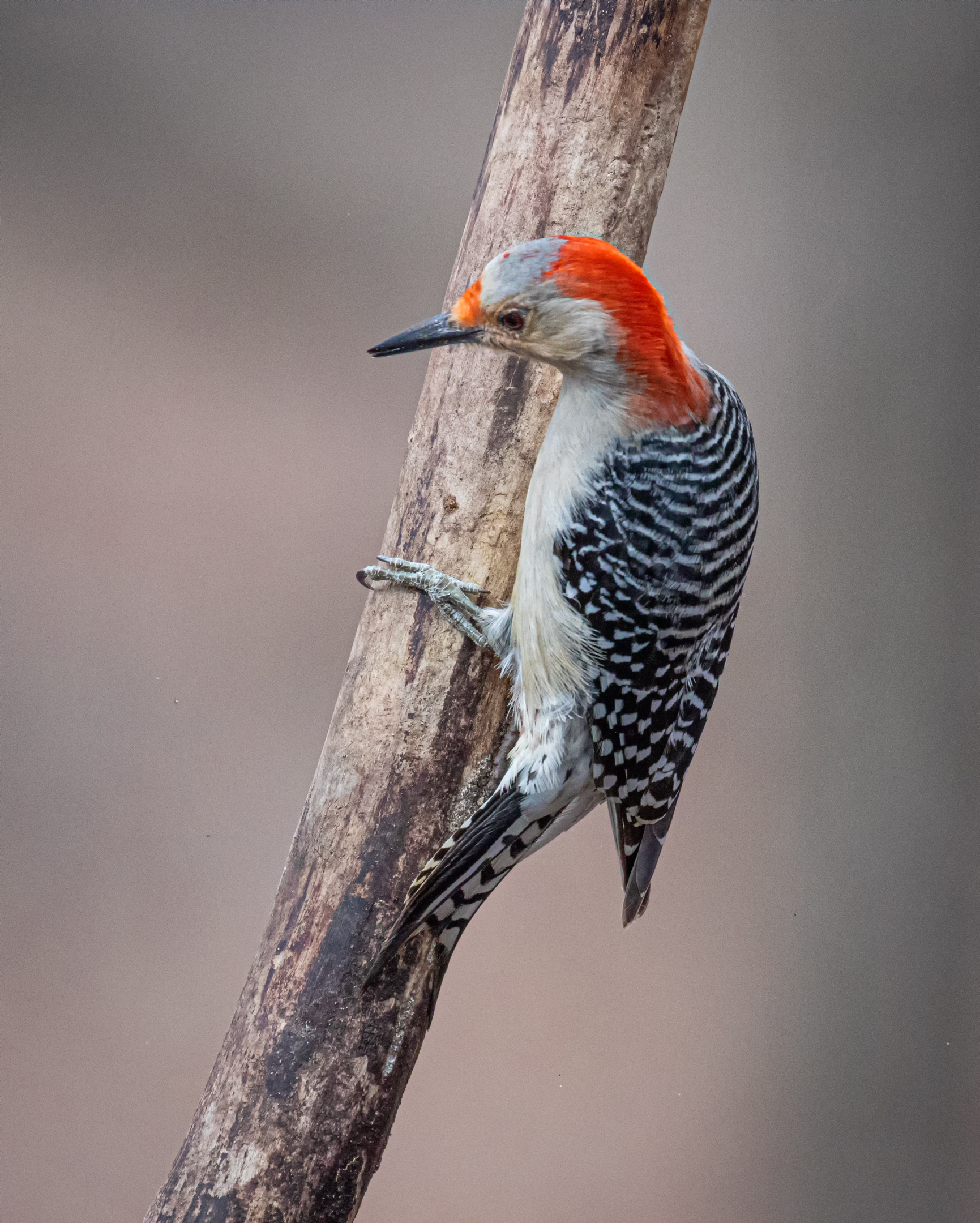 Red Bellied Woodpecker.