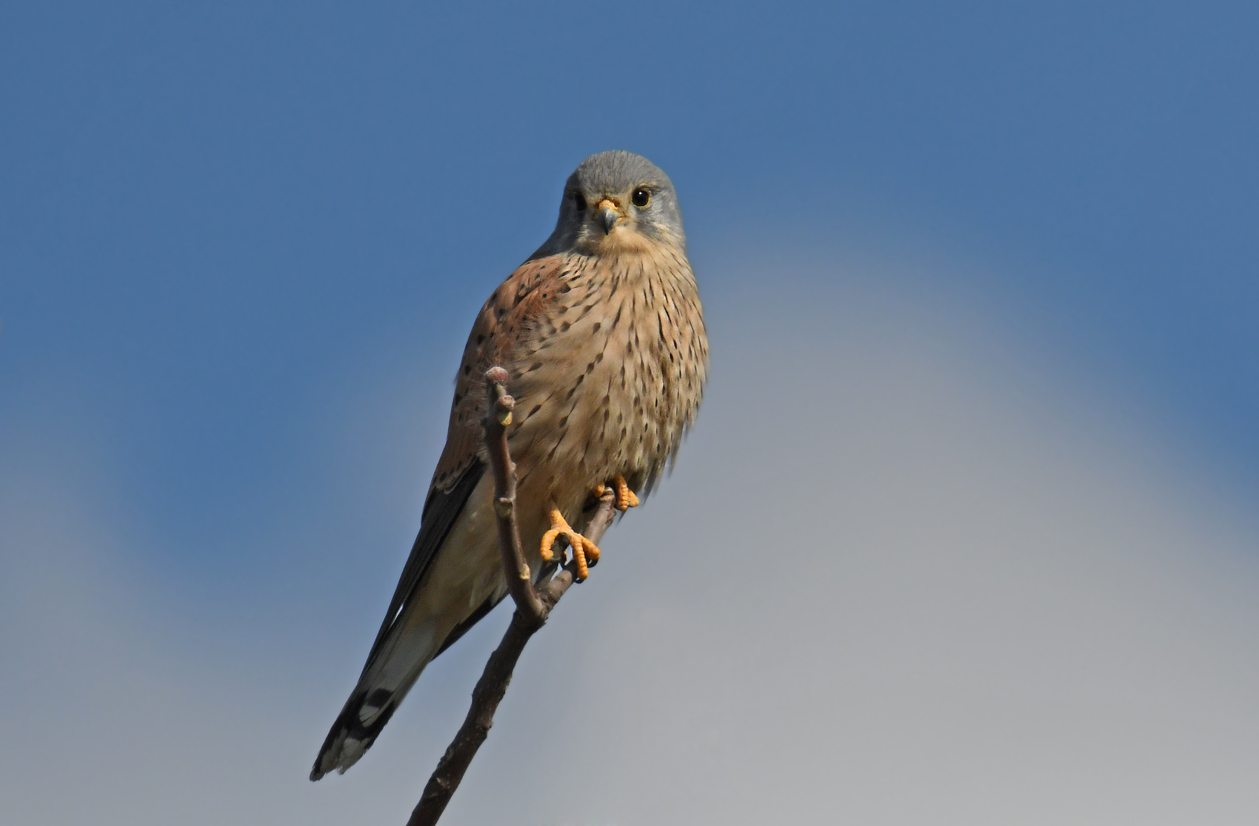 Kestrel