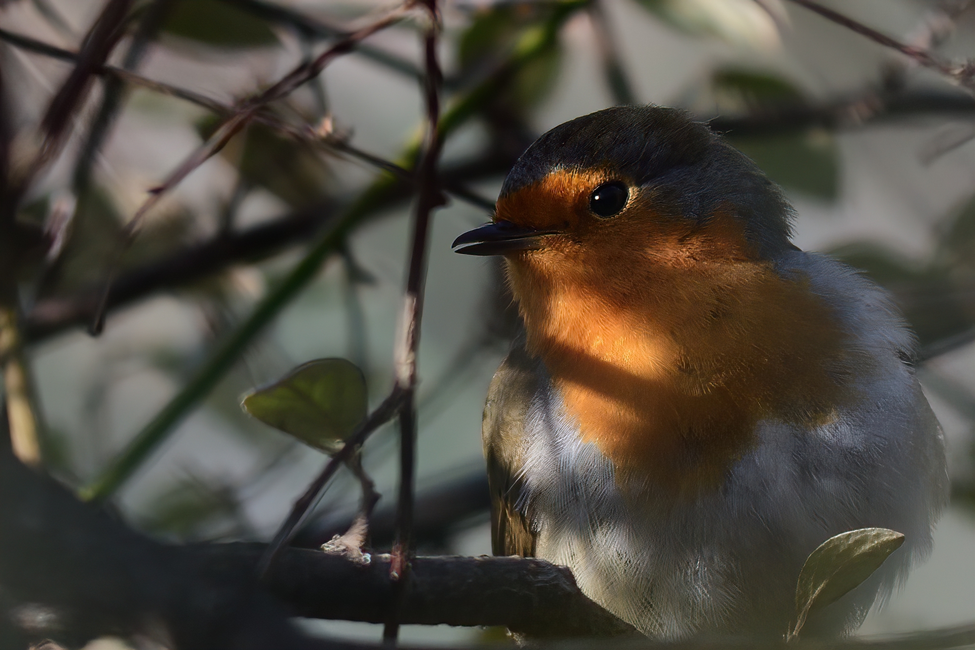 Uno sguardo fra i rami