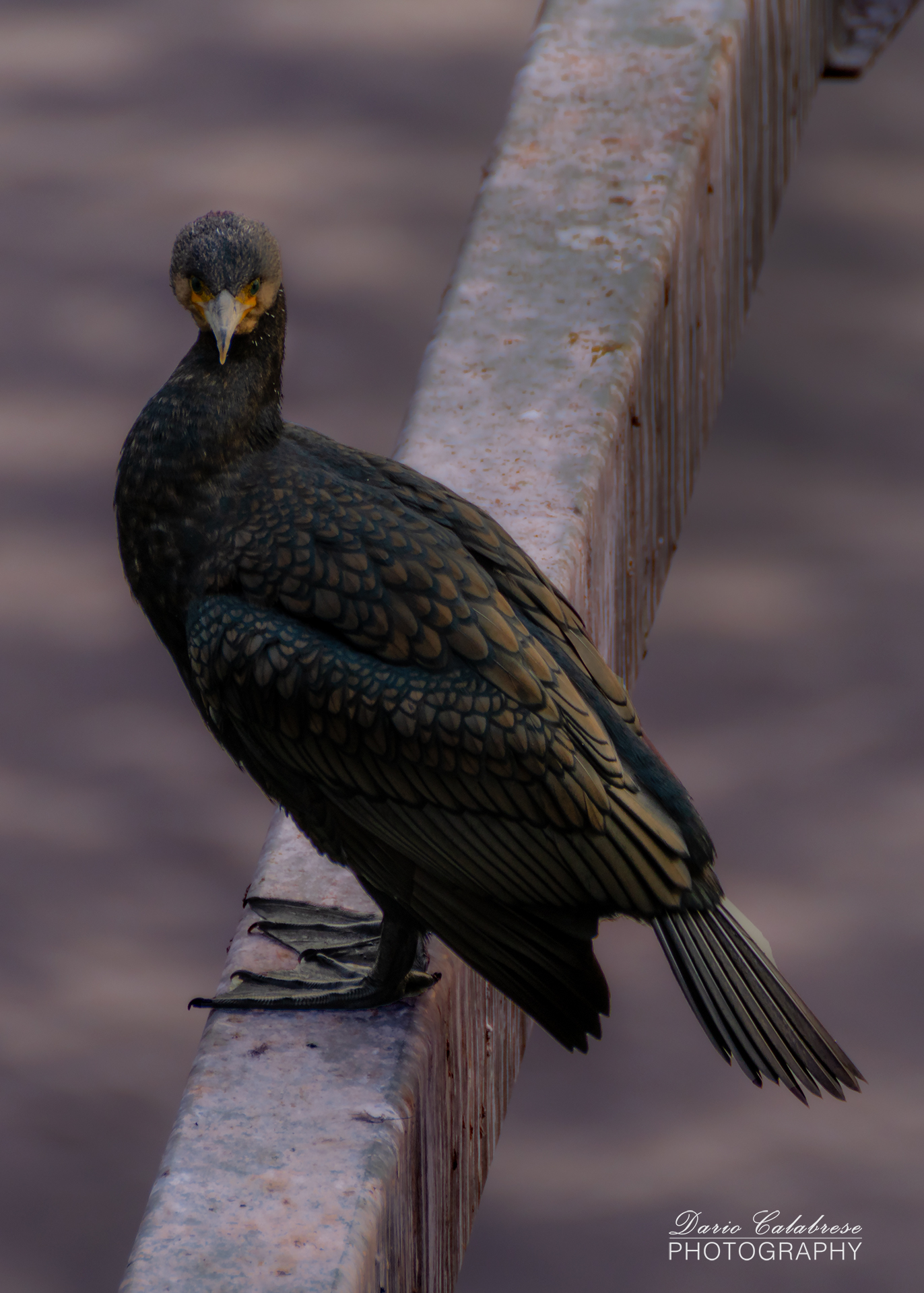Cormorano