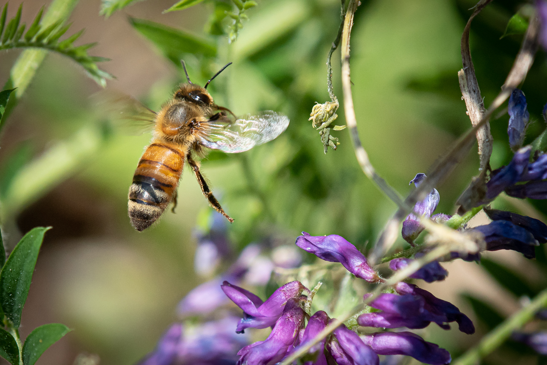 mmmh, quale fiore scelgo?