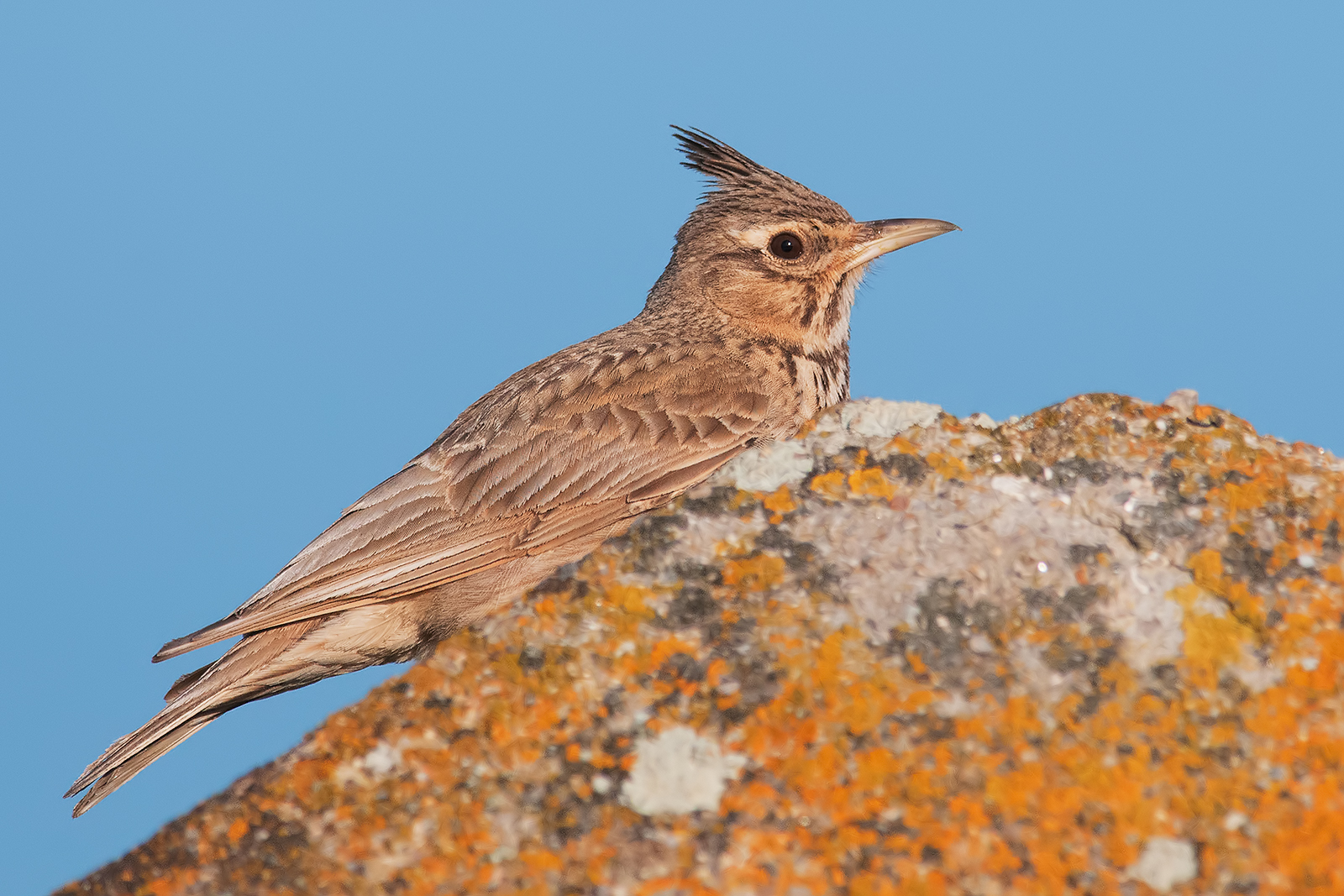 "Chaplaincy at sunset"