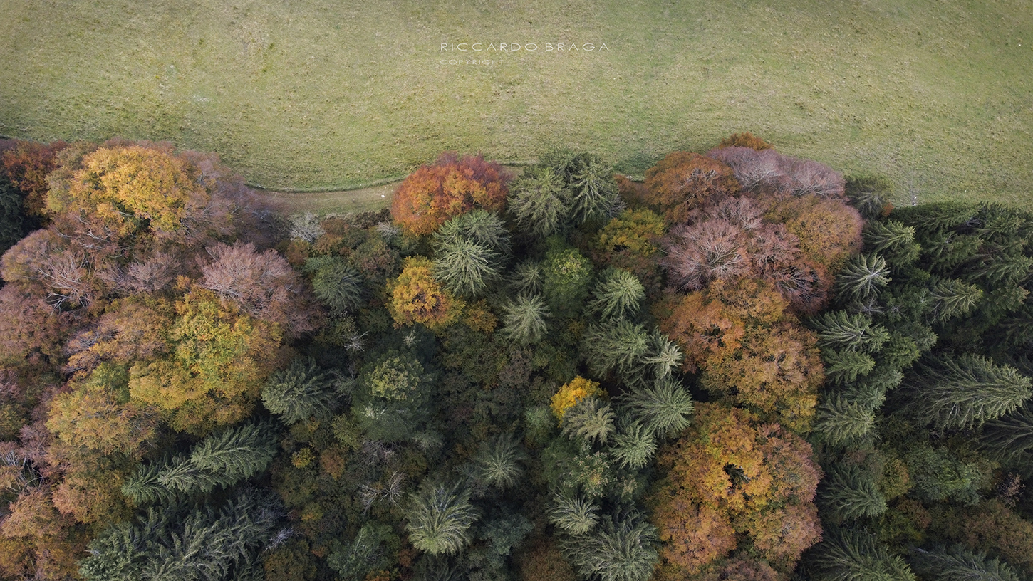 Foliage in Pian del Cansiglio. Drone