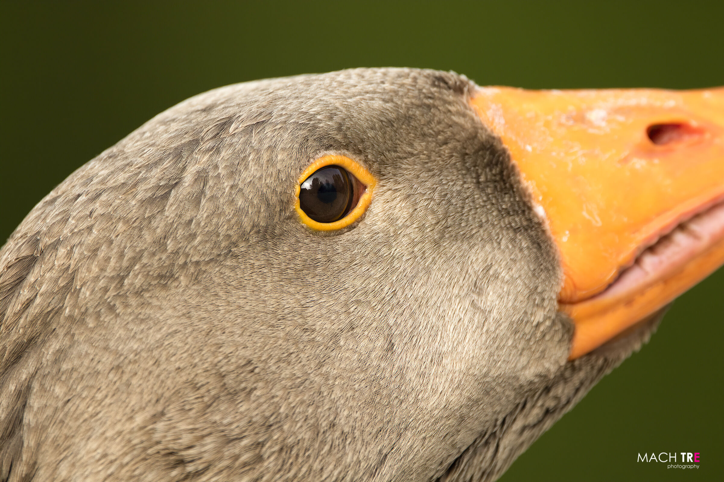 Wild Goose (Anser anser)