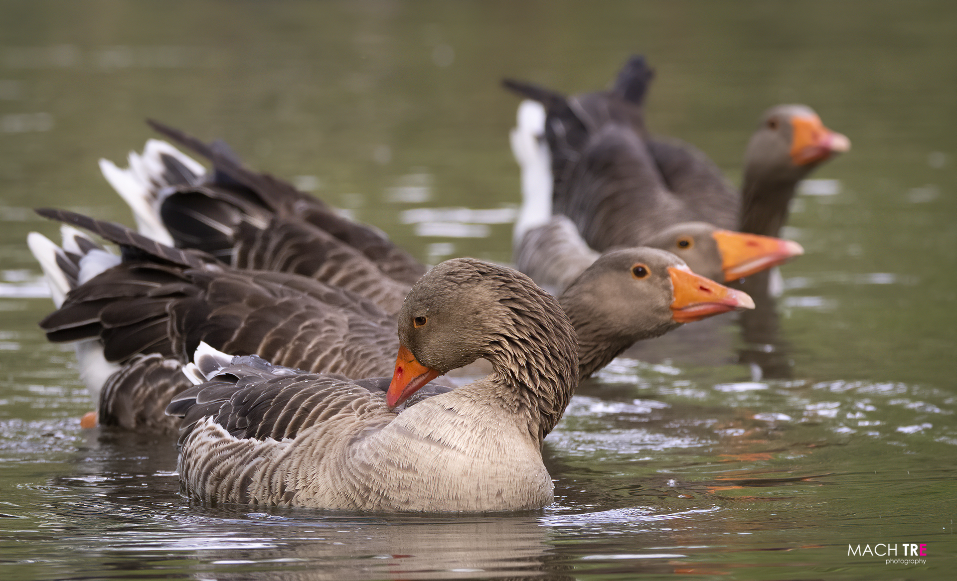 Wild Goose (Anser anser)