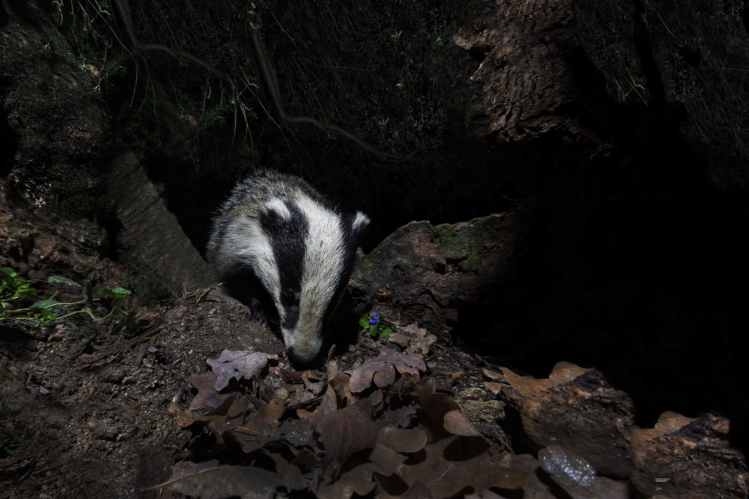 tasso, collina bolognese 2021