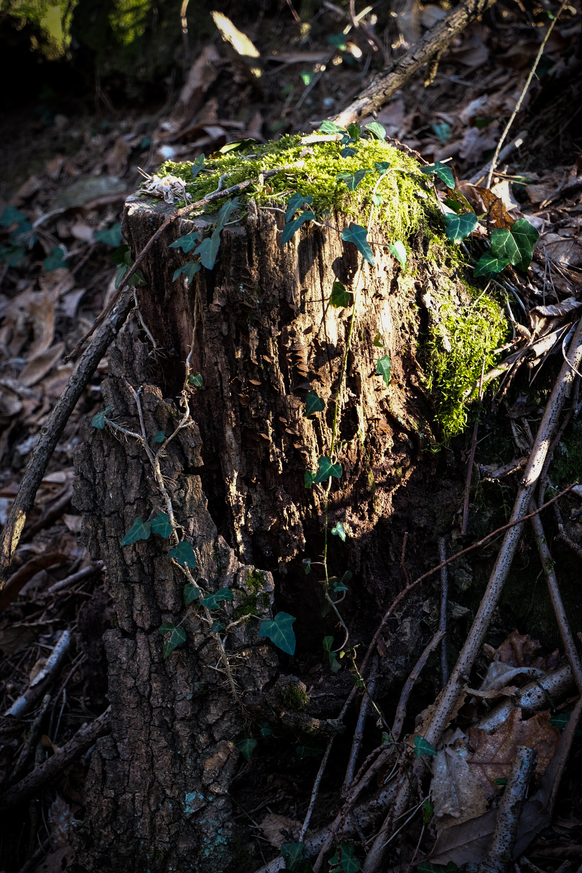 Nature on a felled trunk