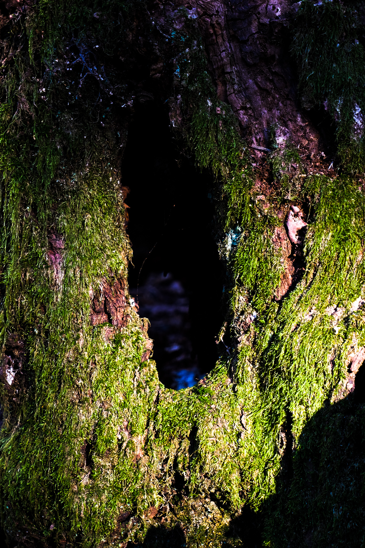 Light and moss