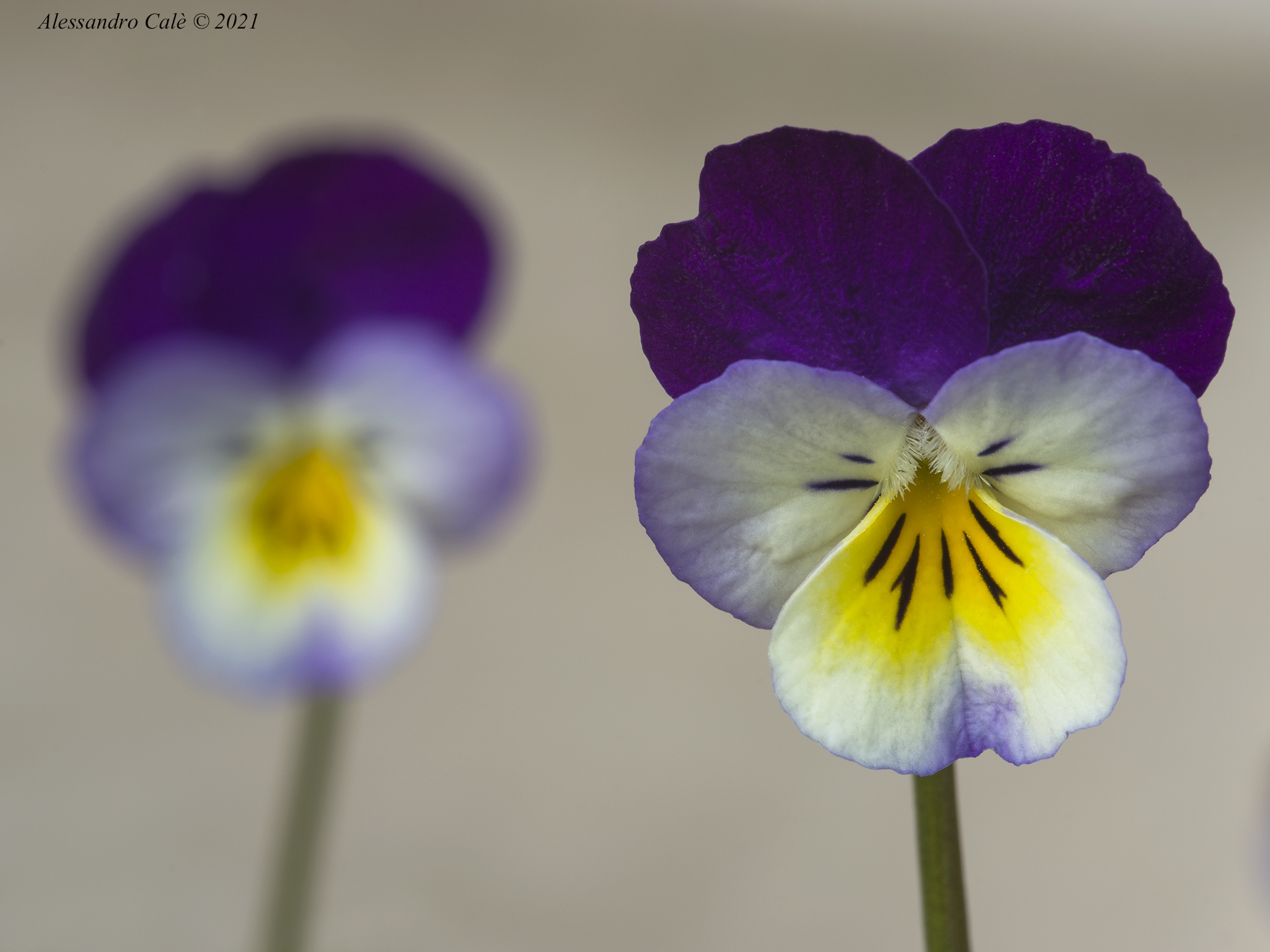 Irene's Violets 9009