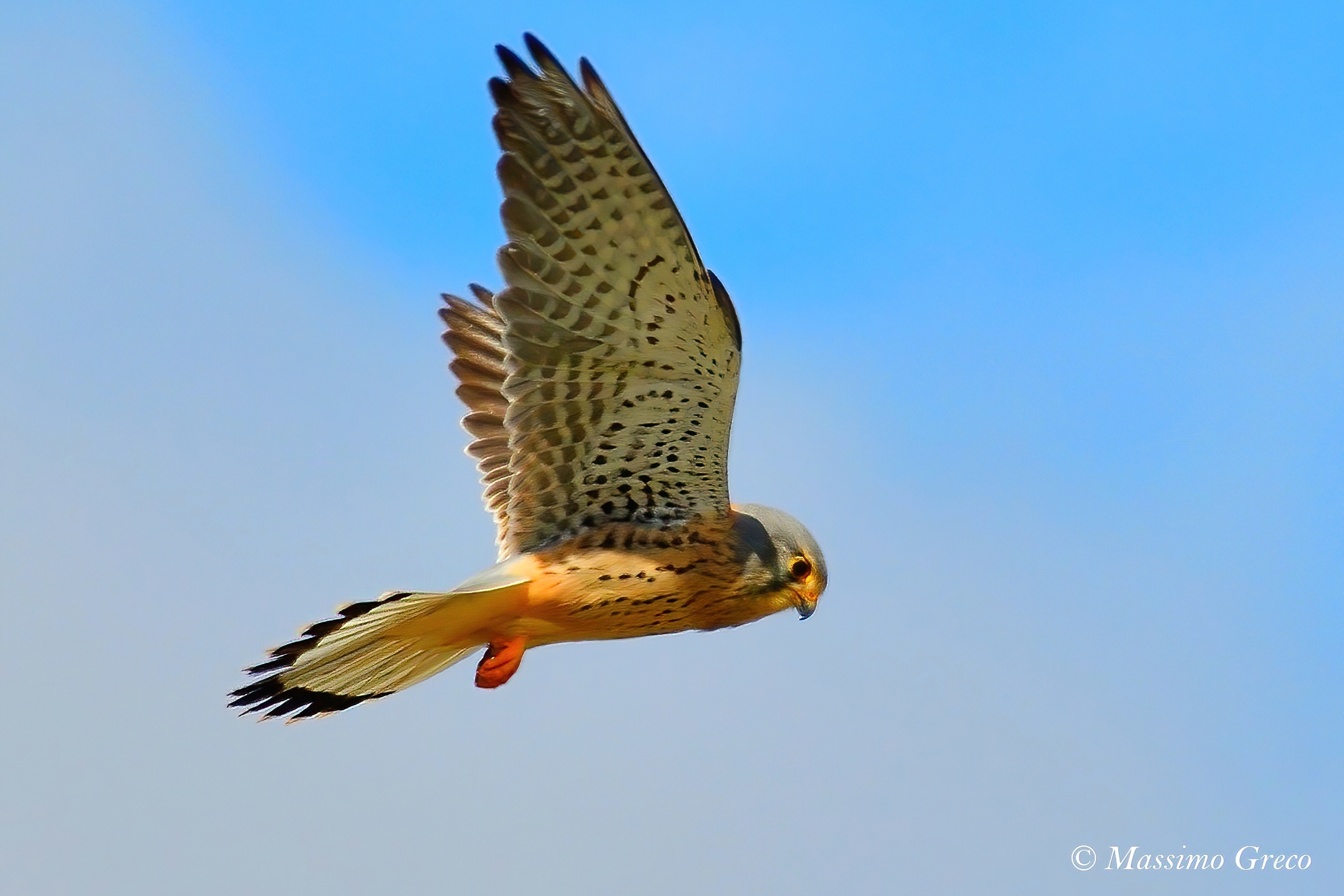 Cheetah in "Holy Spirit"