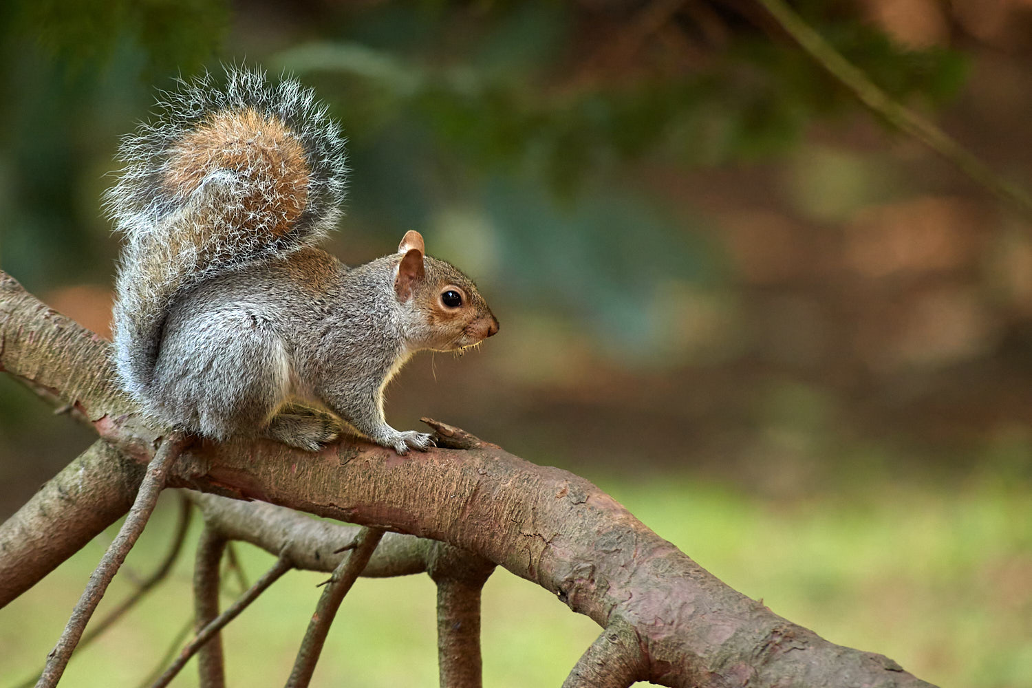 Grey squirrel