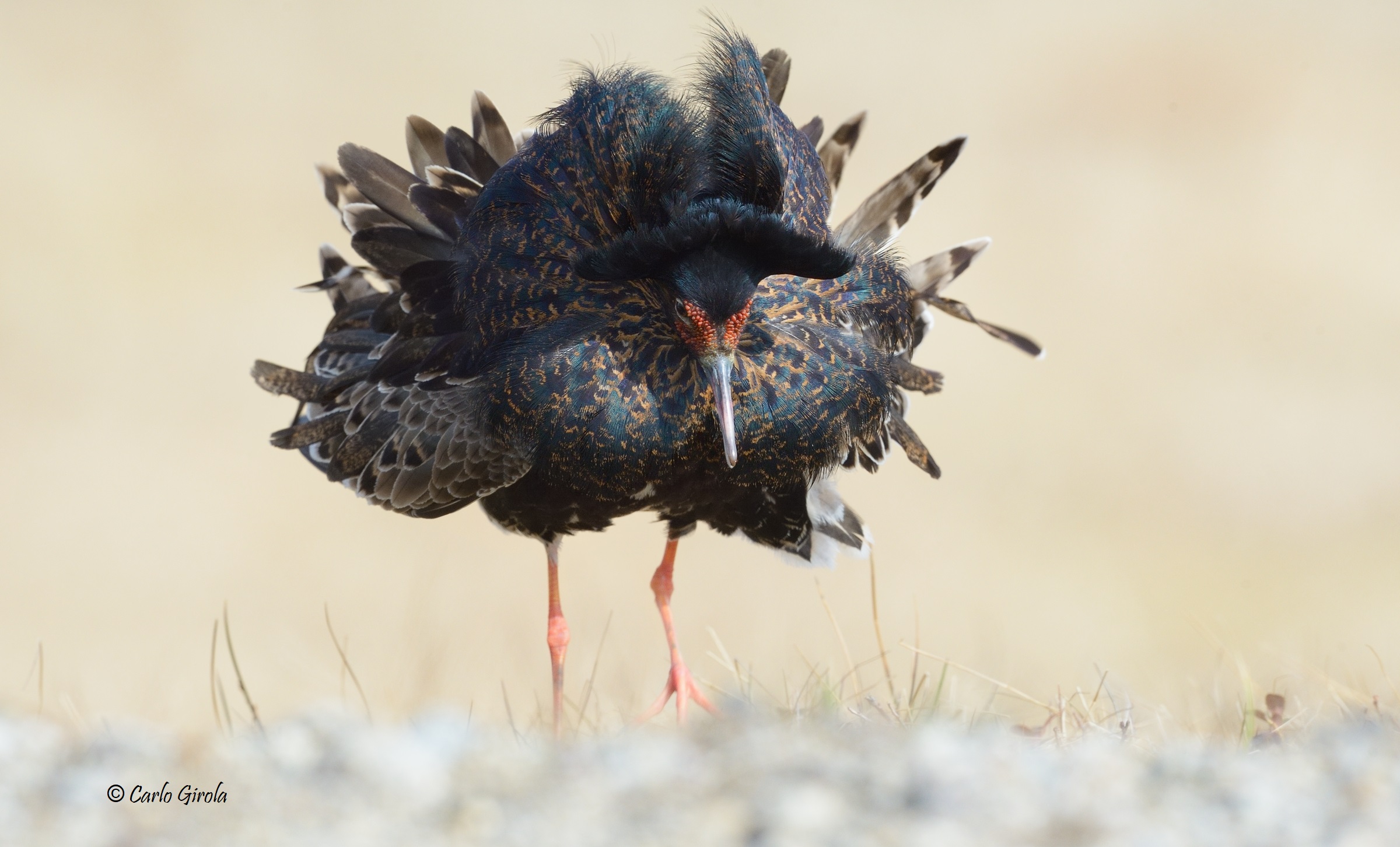 Combattente (Philomachus pugnax)