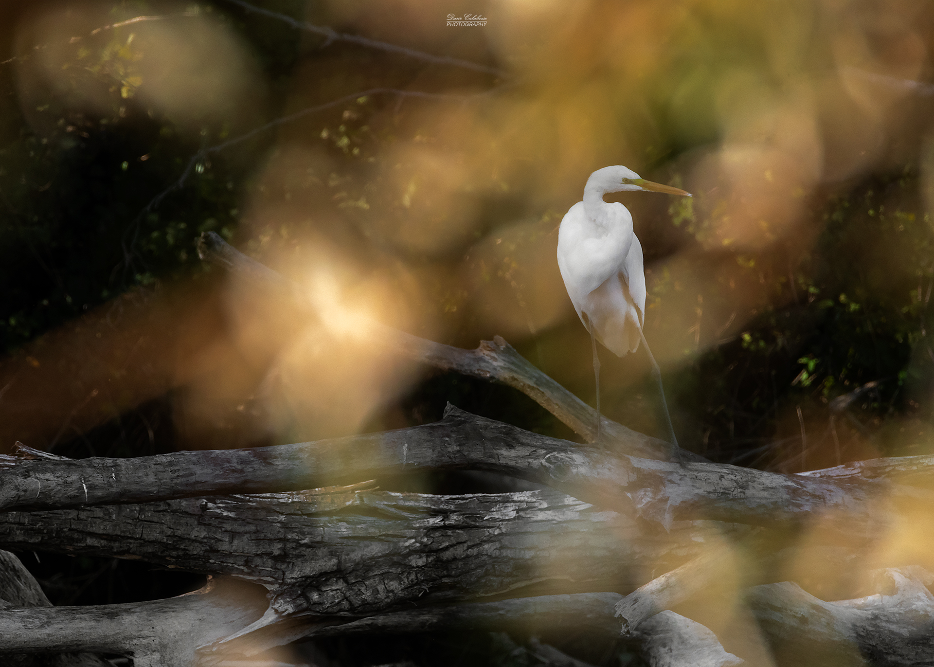Golden egret