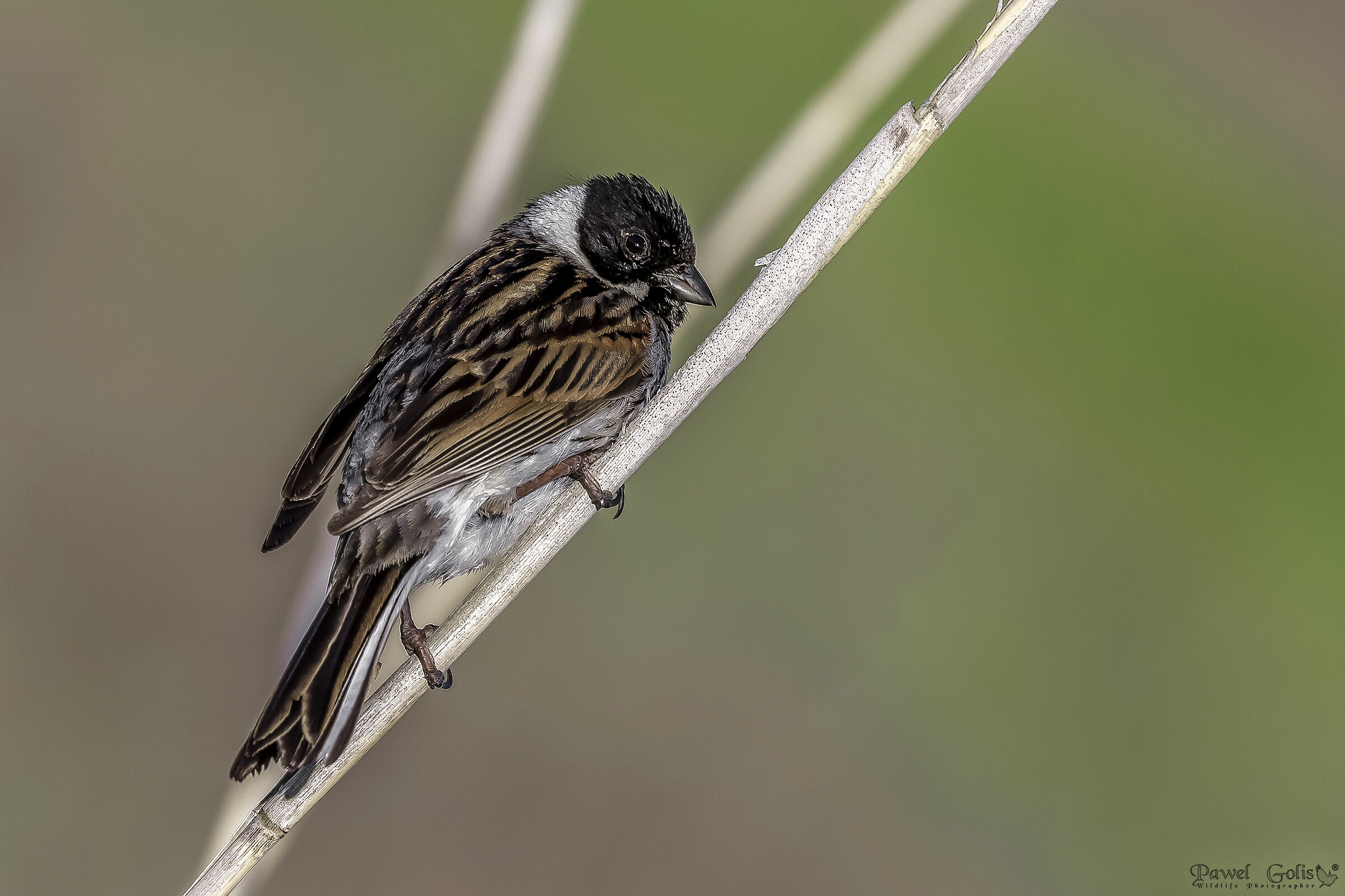 Bunting di cana comune (Emberiza schoeniclus)