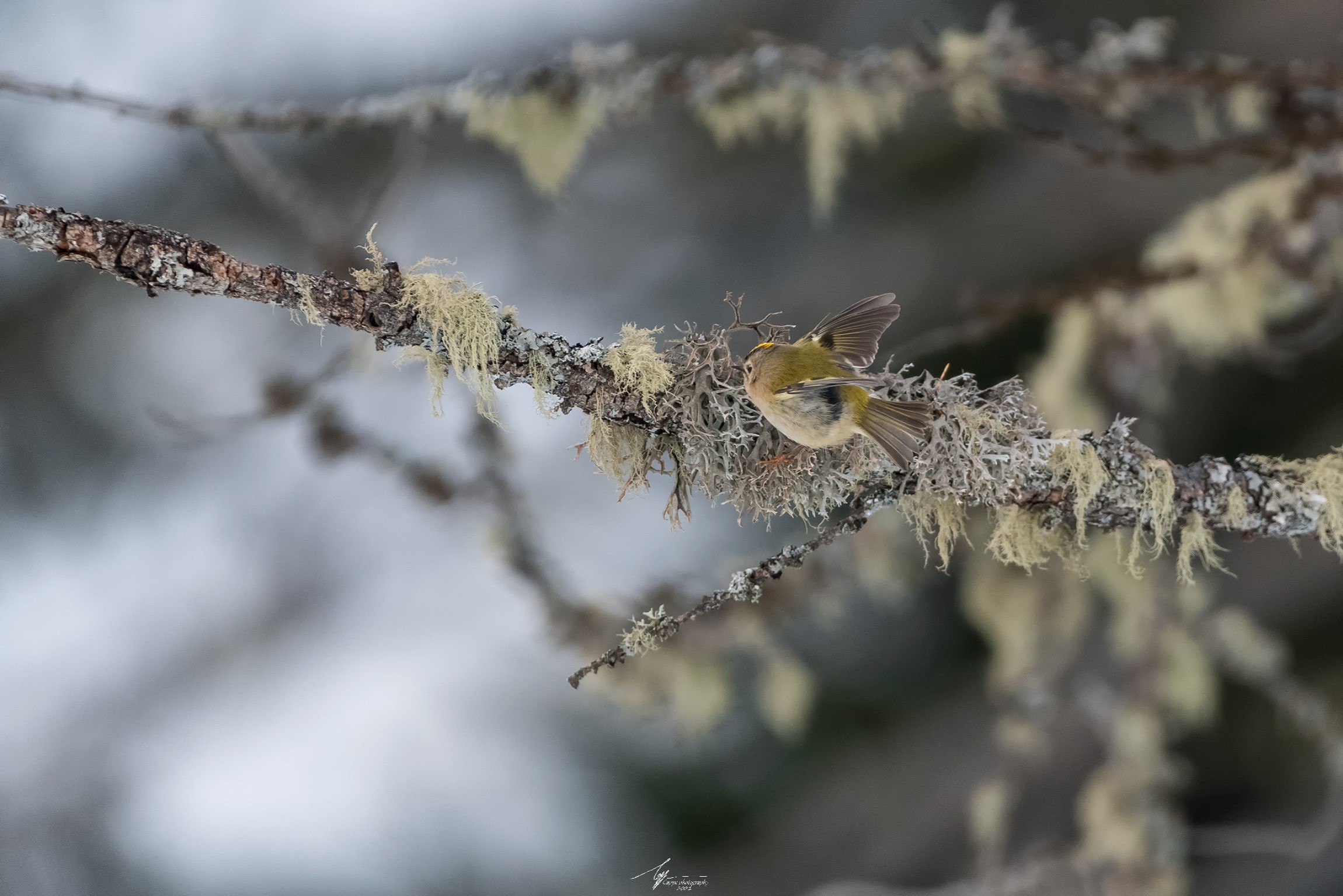 Regolo Comune (Regulus Regulus - L.)