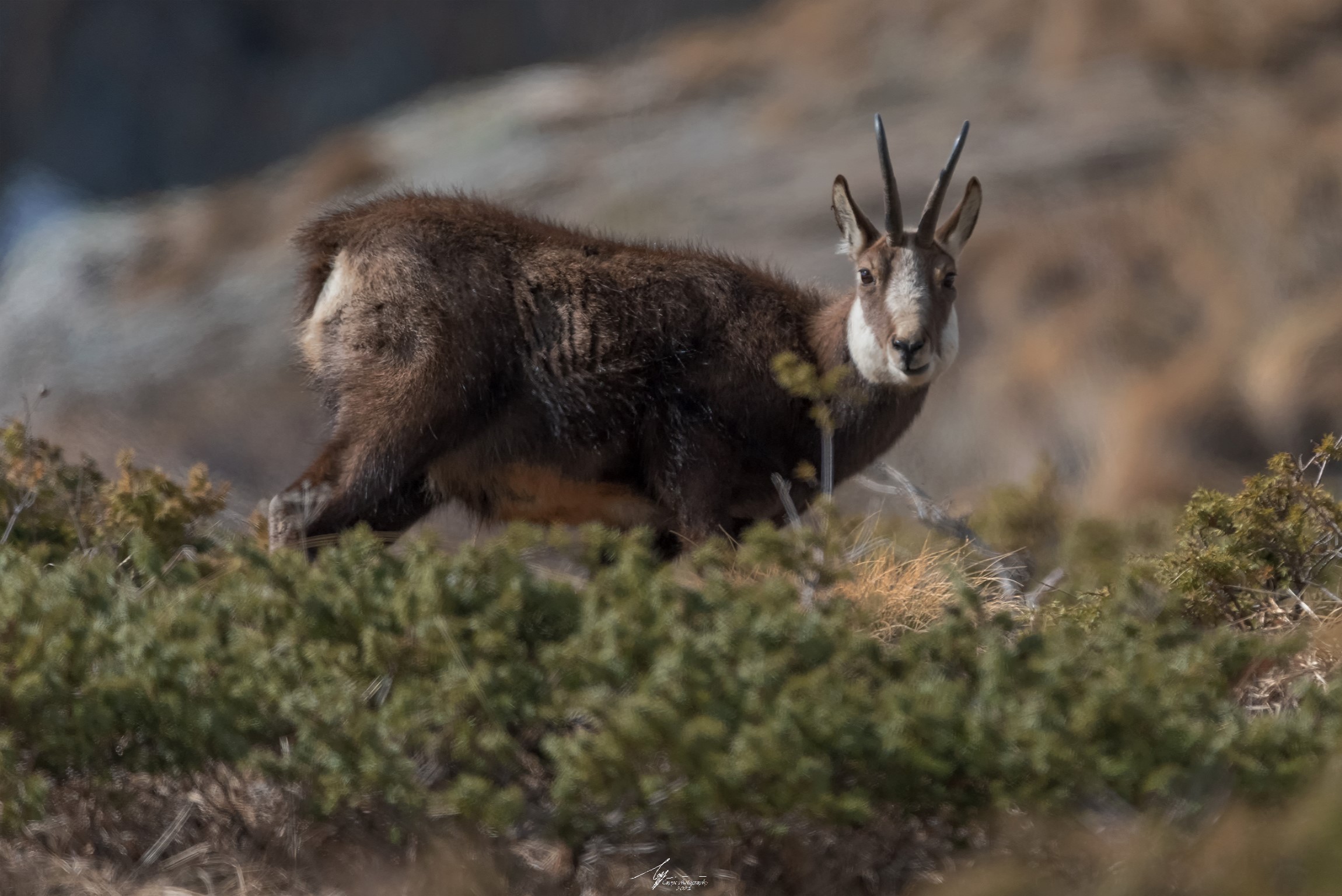 Camoscio Alpino (Rupicapra Rupicapra - L.)