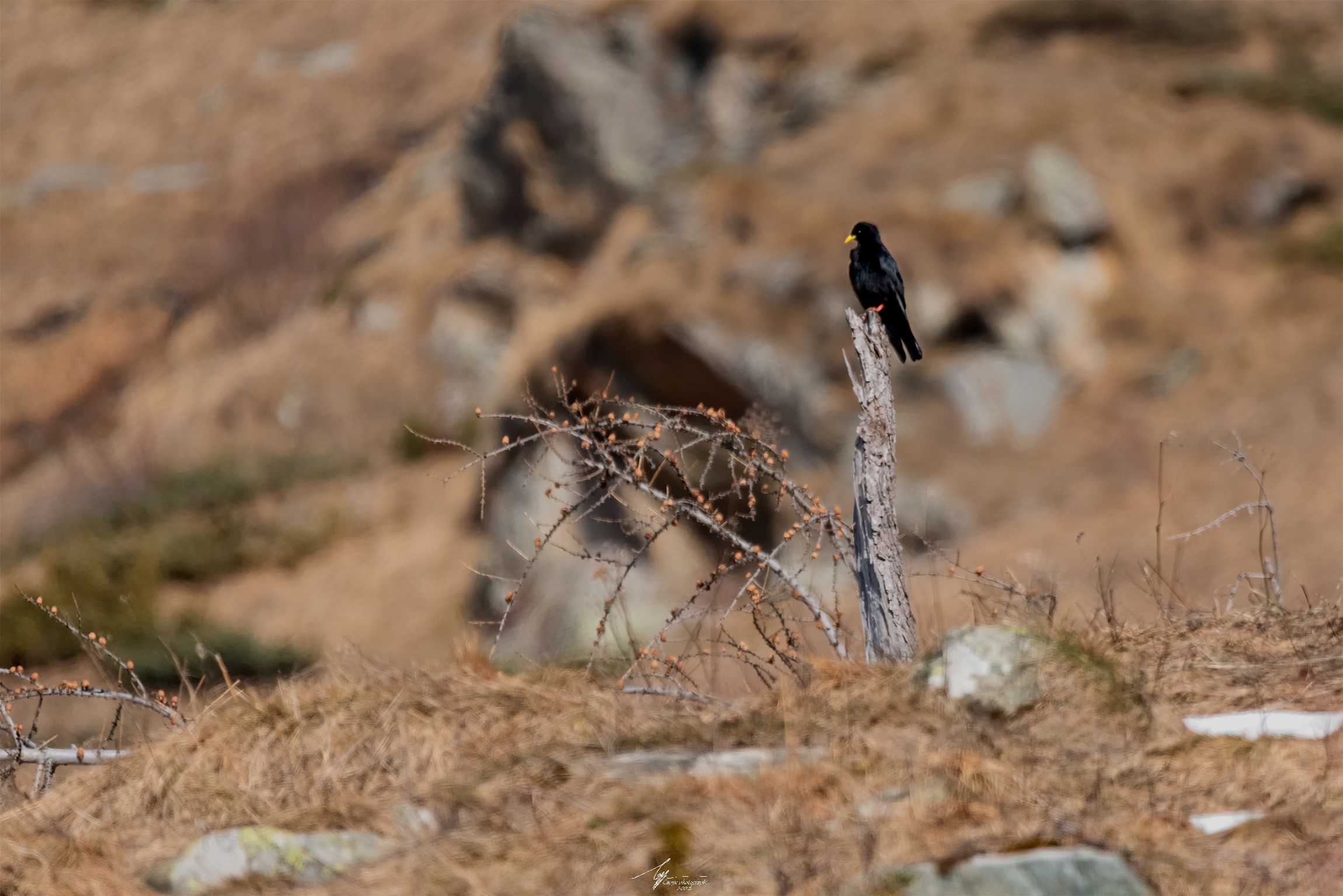 Gracchio Alpino (Pyrrhocorax Graculus - L.)