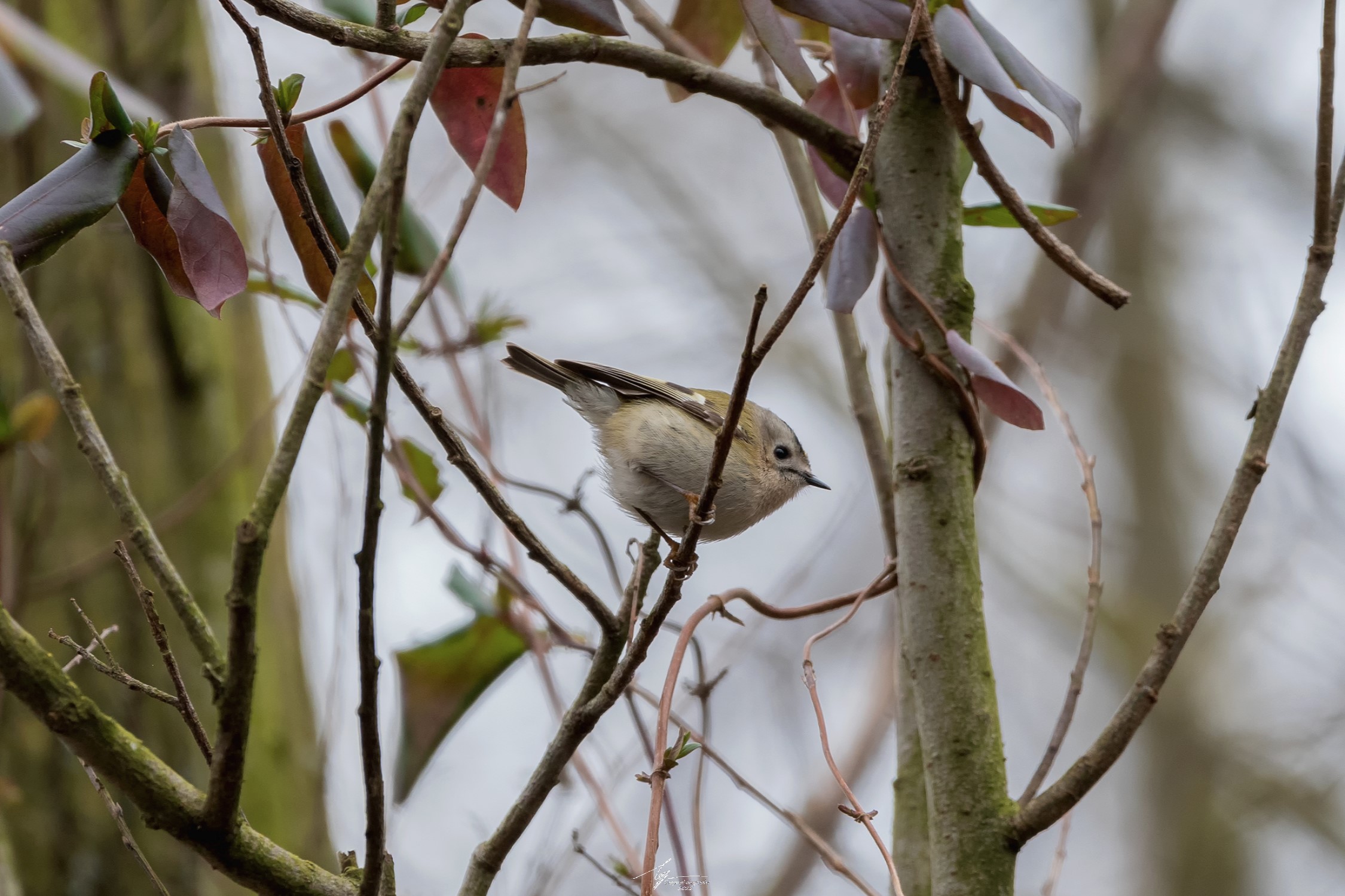 Regolo Comune (Regulus Regulus - L.)