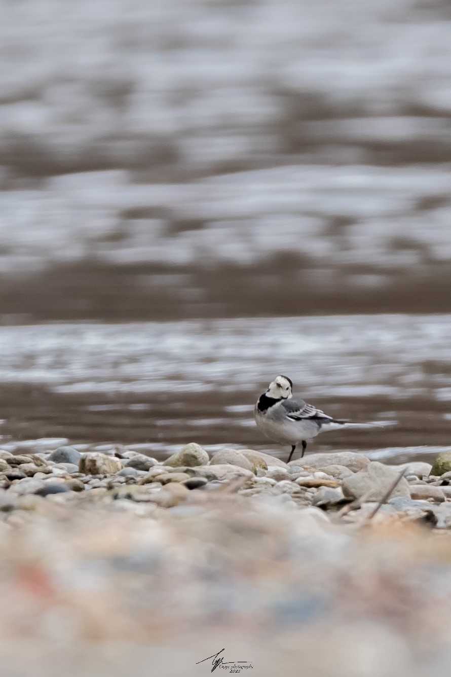 Ballerina Bianca (Motacilla Alba - L.)