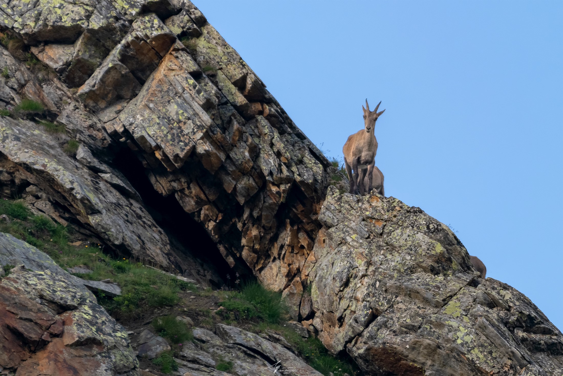 Un giovane esemplare di Stambecco (Capra Ibex - L.)