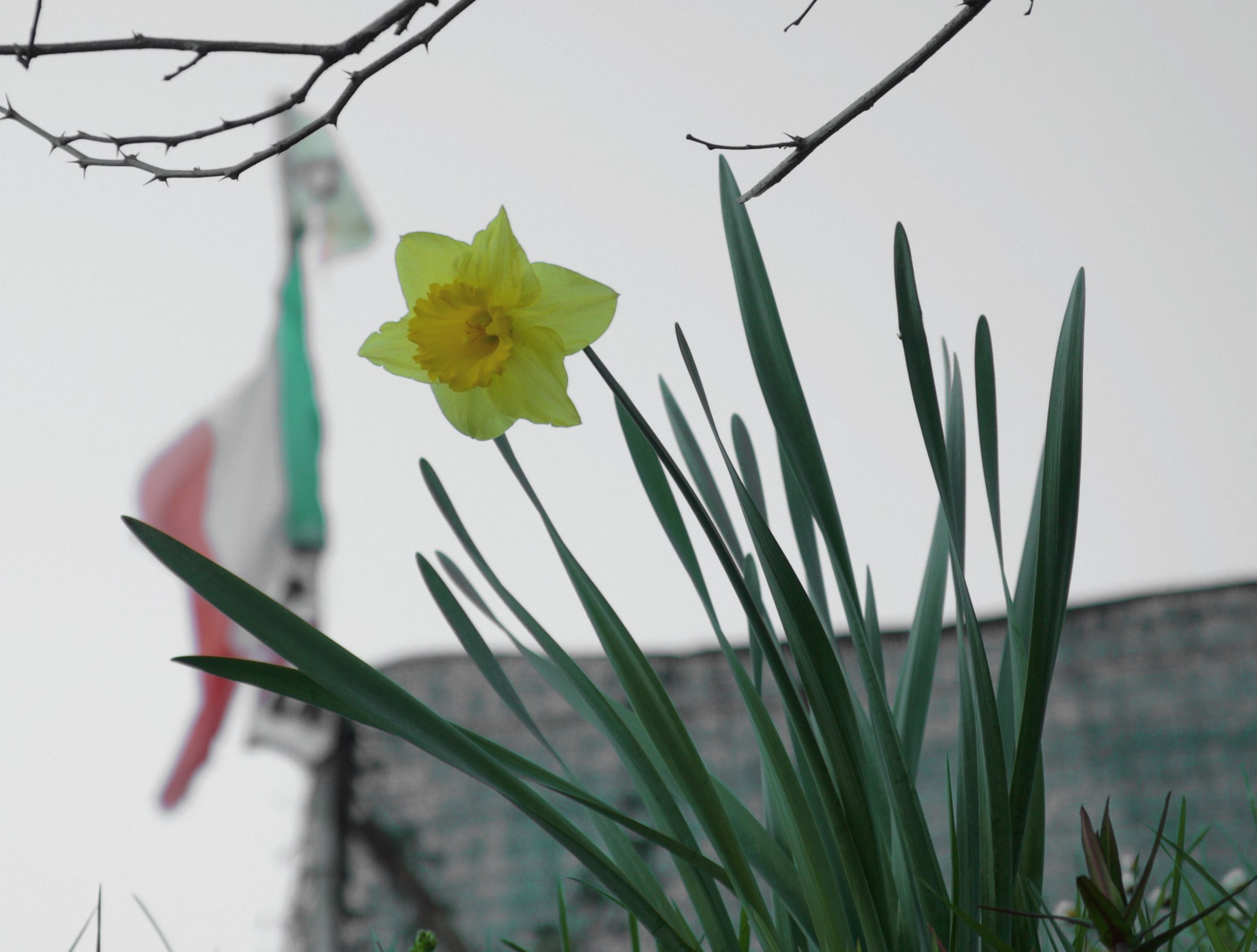 fiore & bandiera