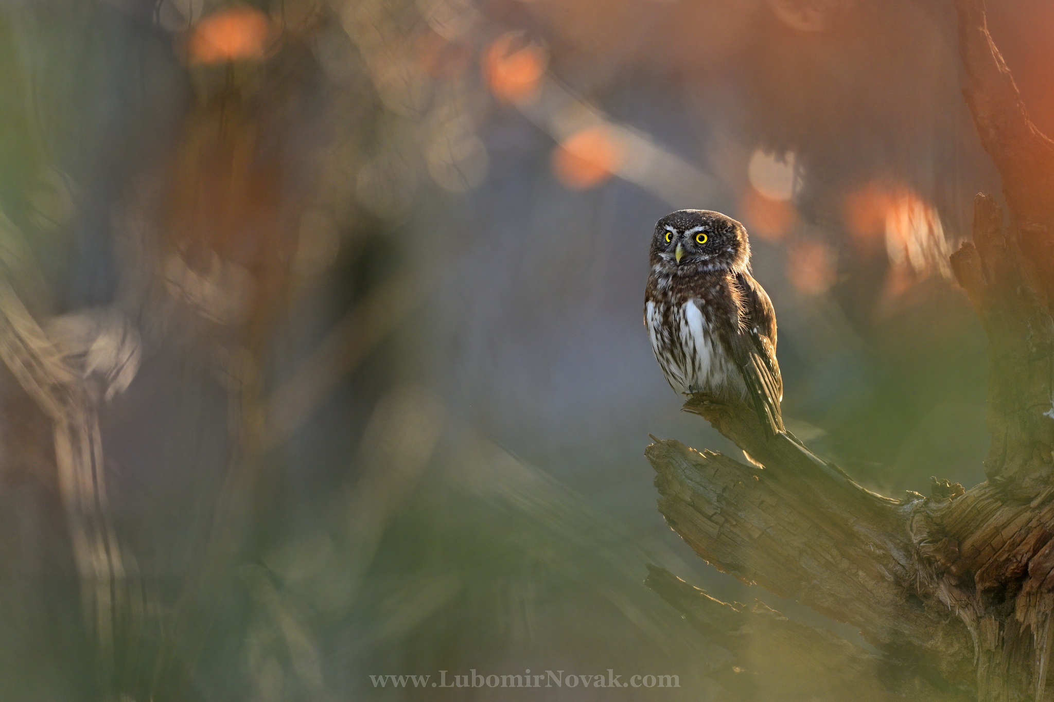 Pygmy owl