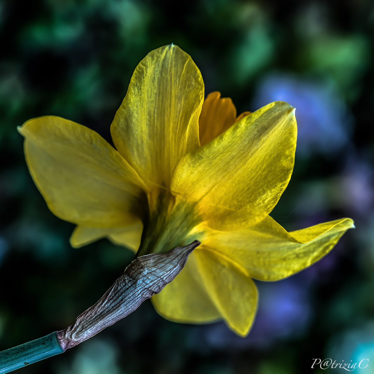 __girovagando... in giardino (8)