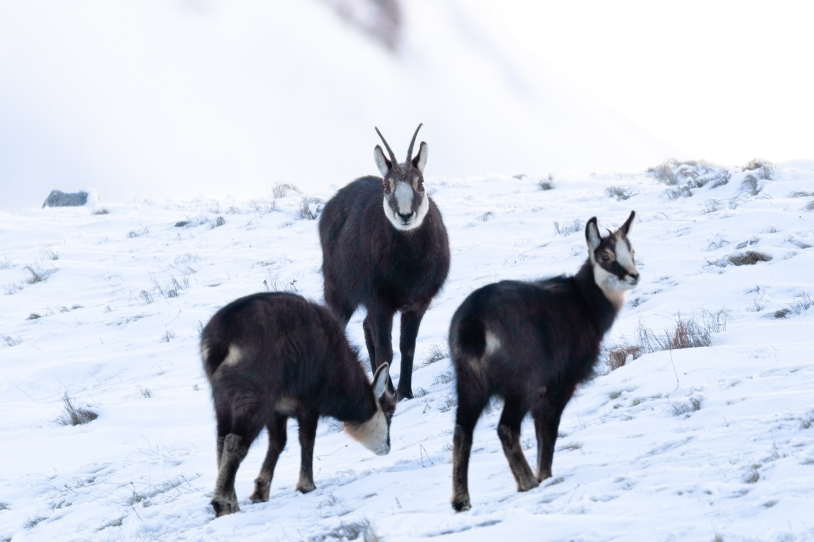 Camosci in Valle Orco