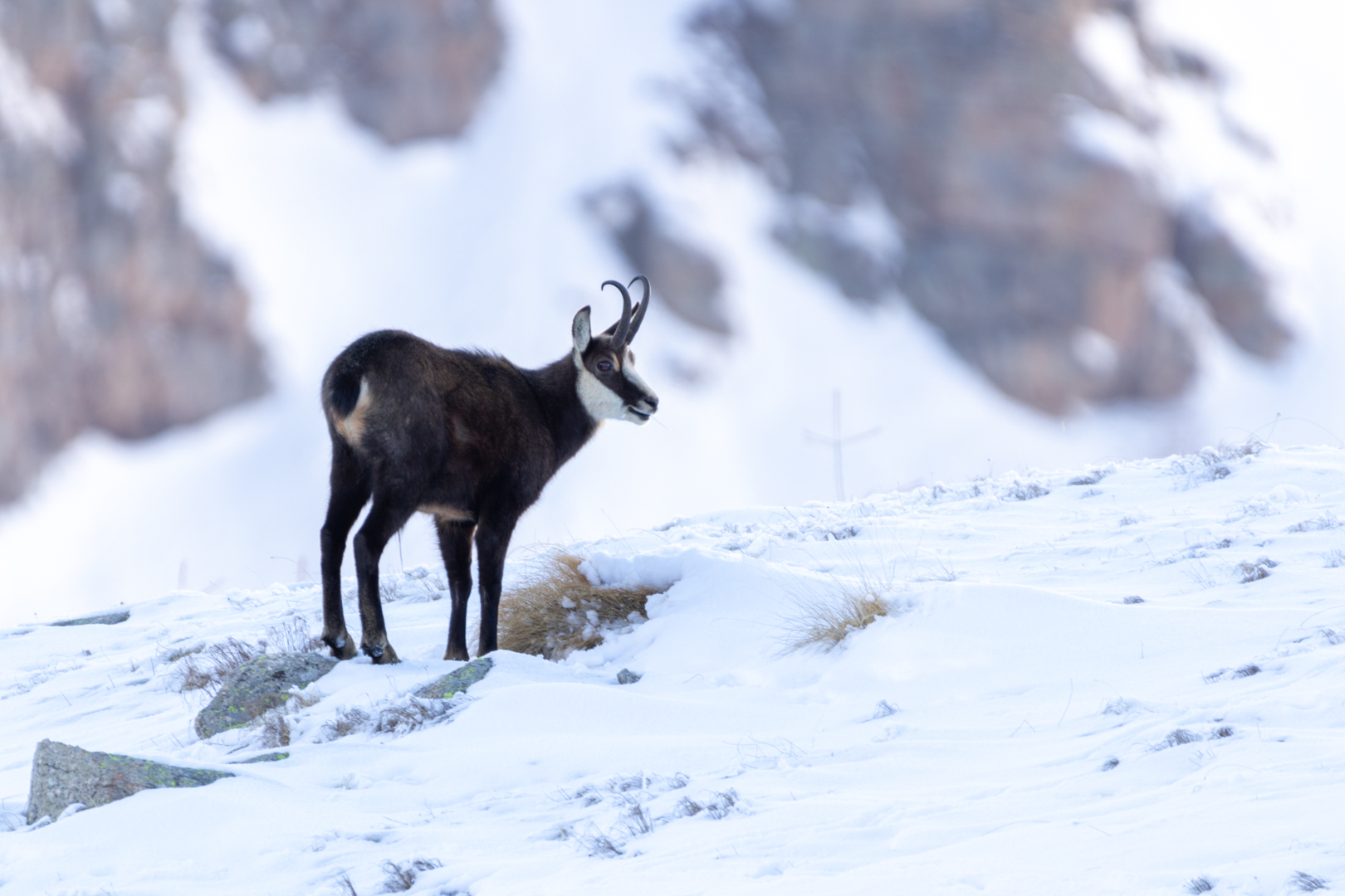 Camosci in Valle Orco