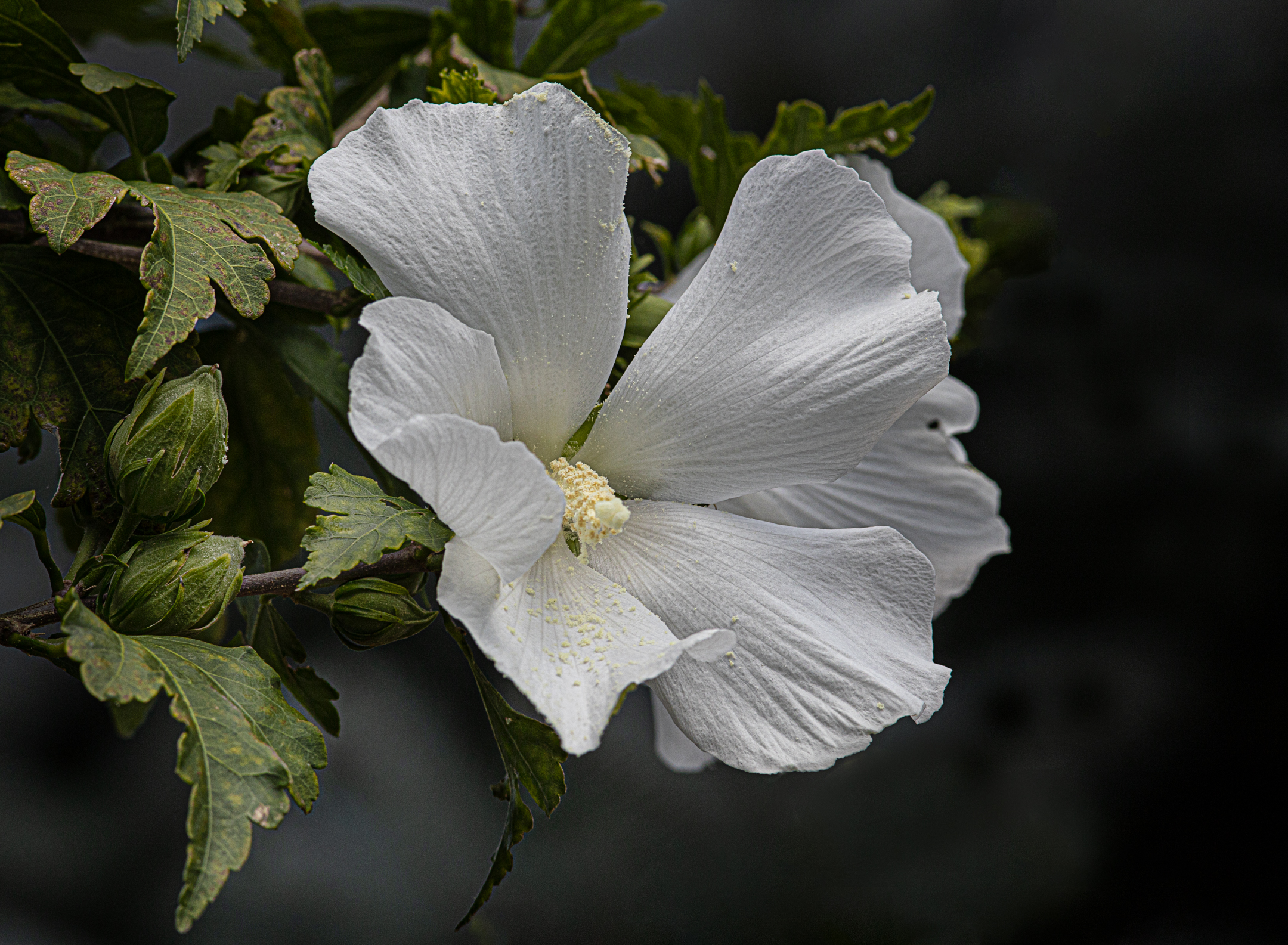 Ibisco bianco