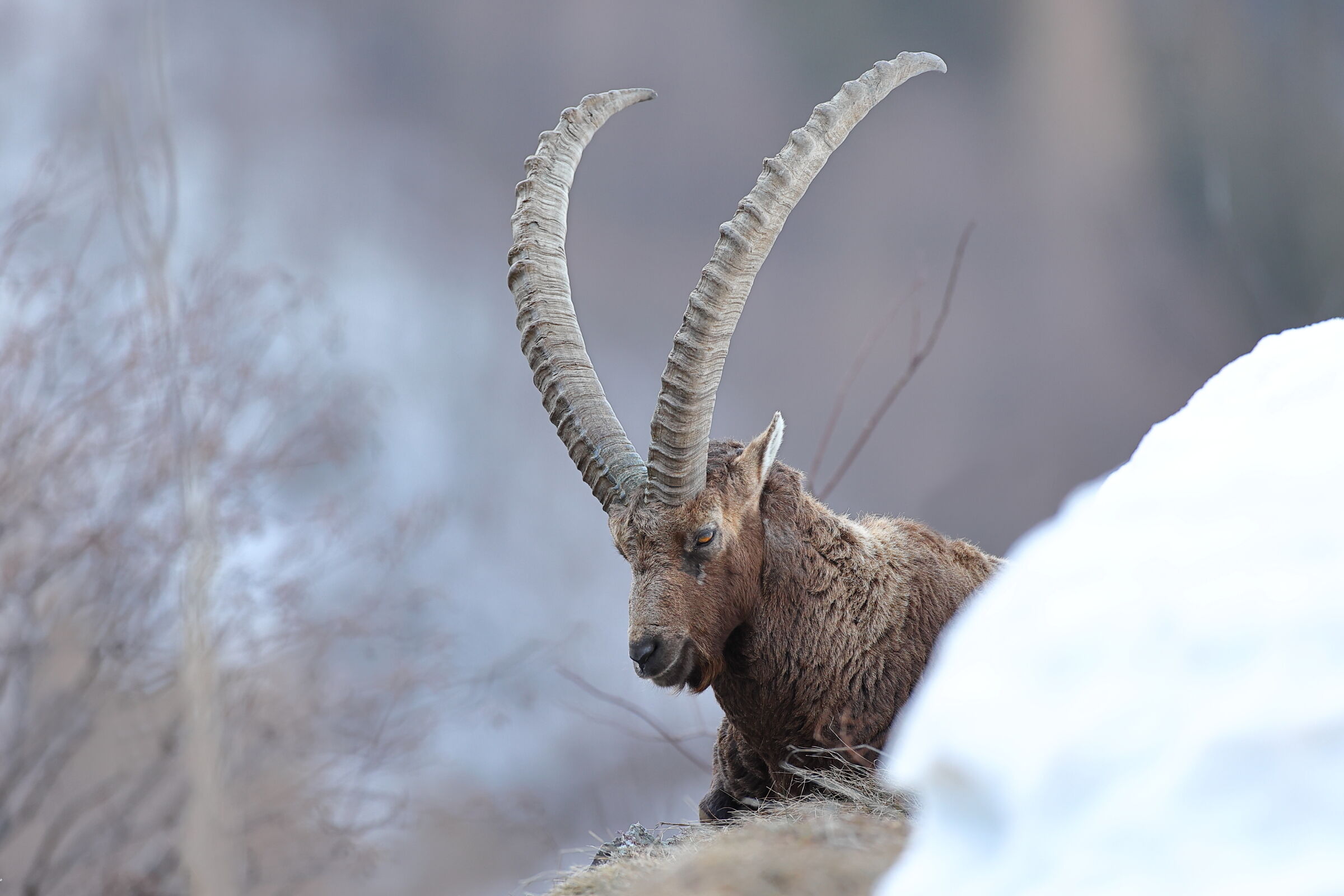Ibex