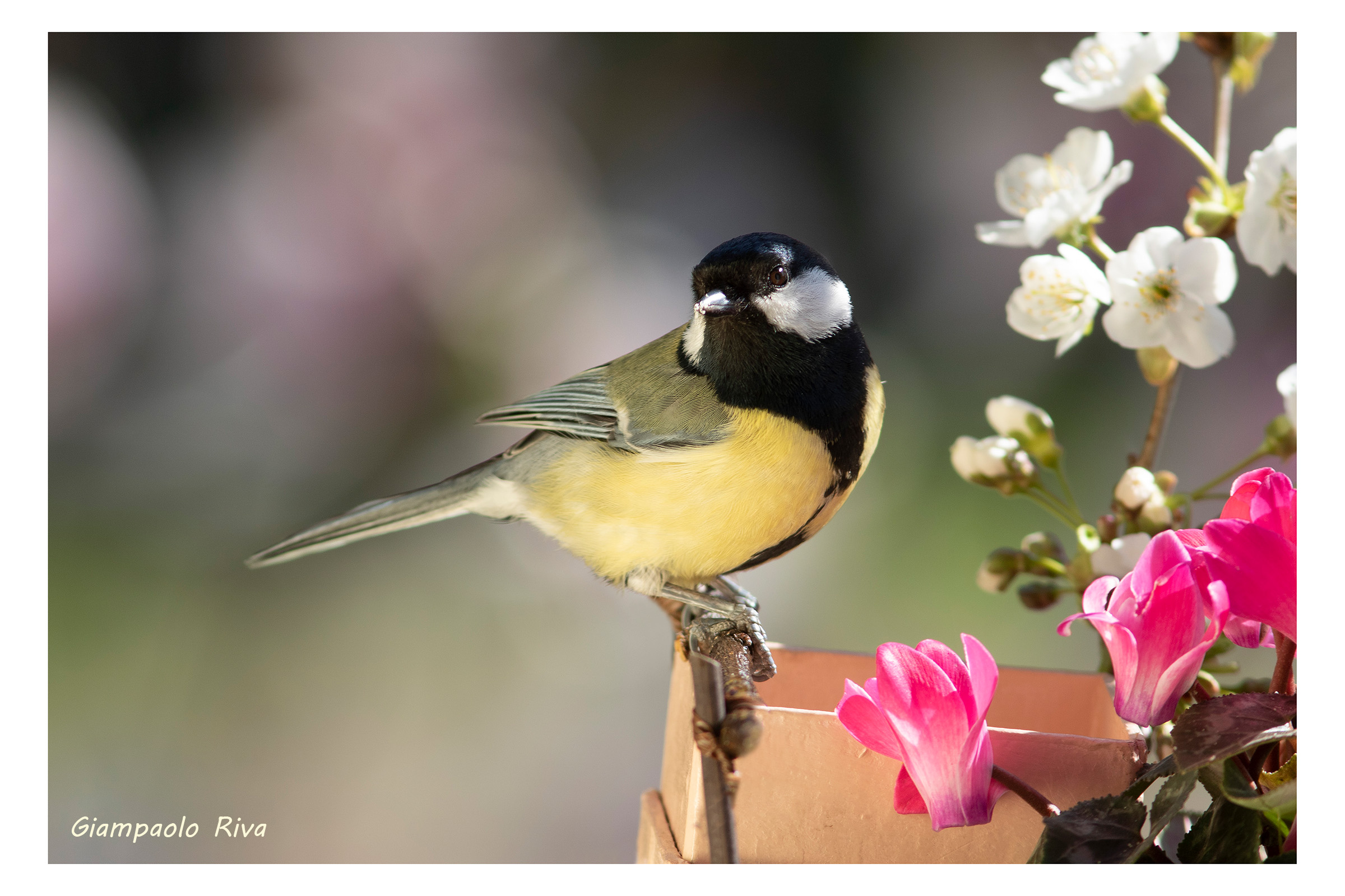 Cinciallegra and spring flowers