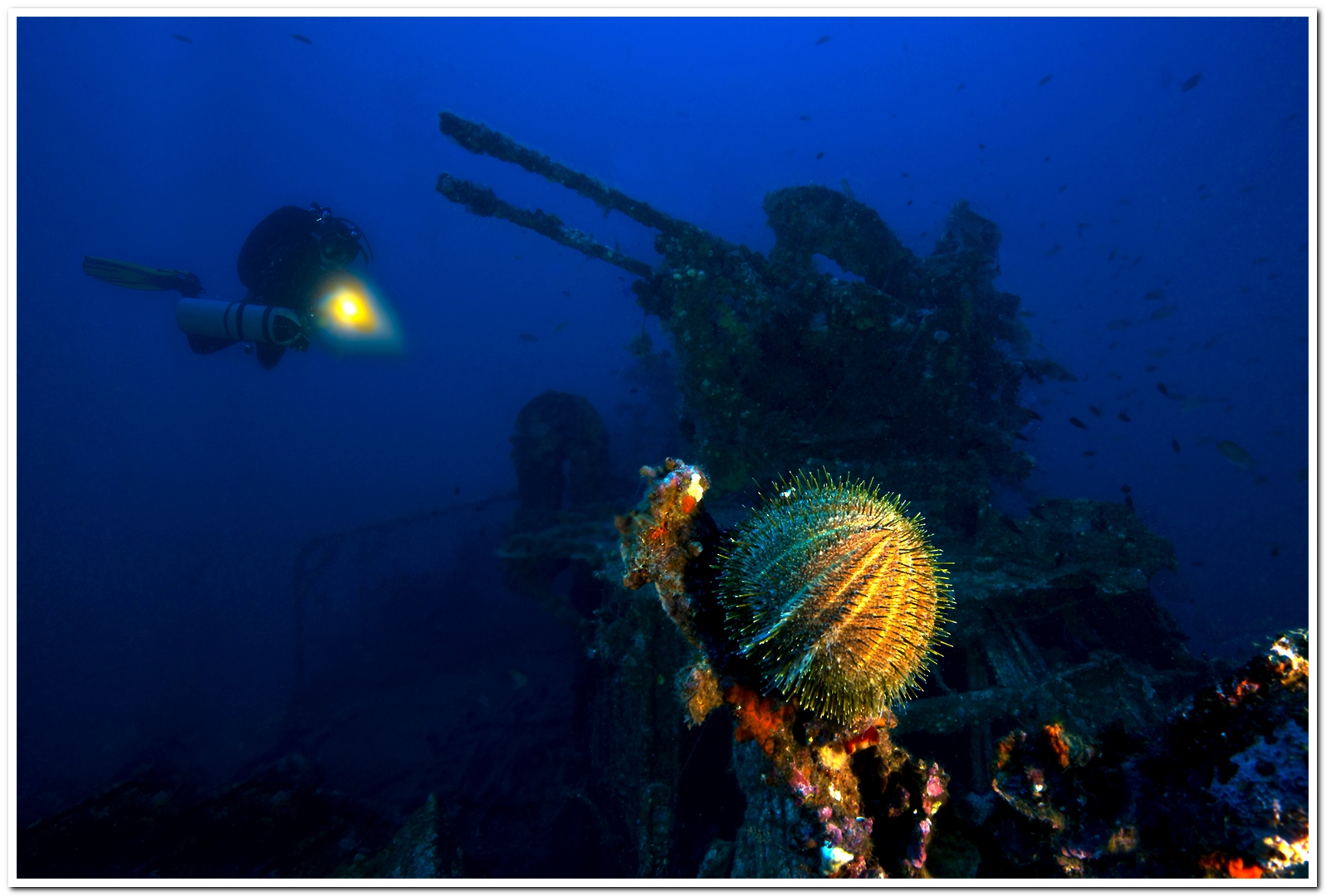 gazzella la nave sfortunata