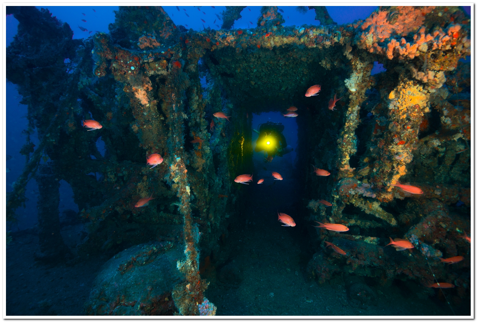 Gazzella la nave sfortunata