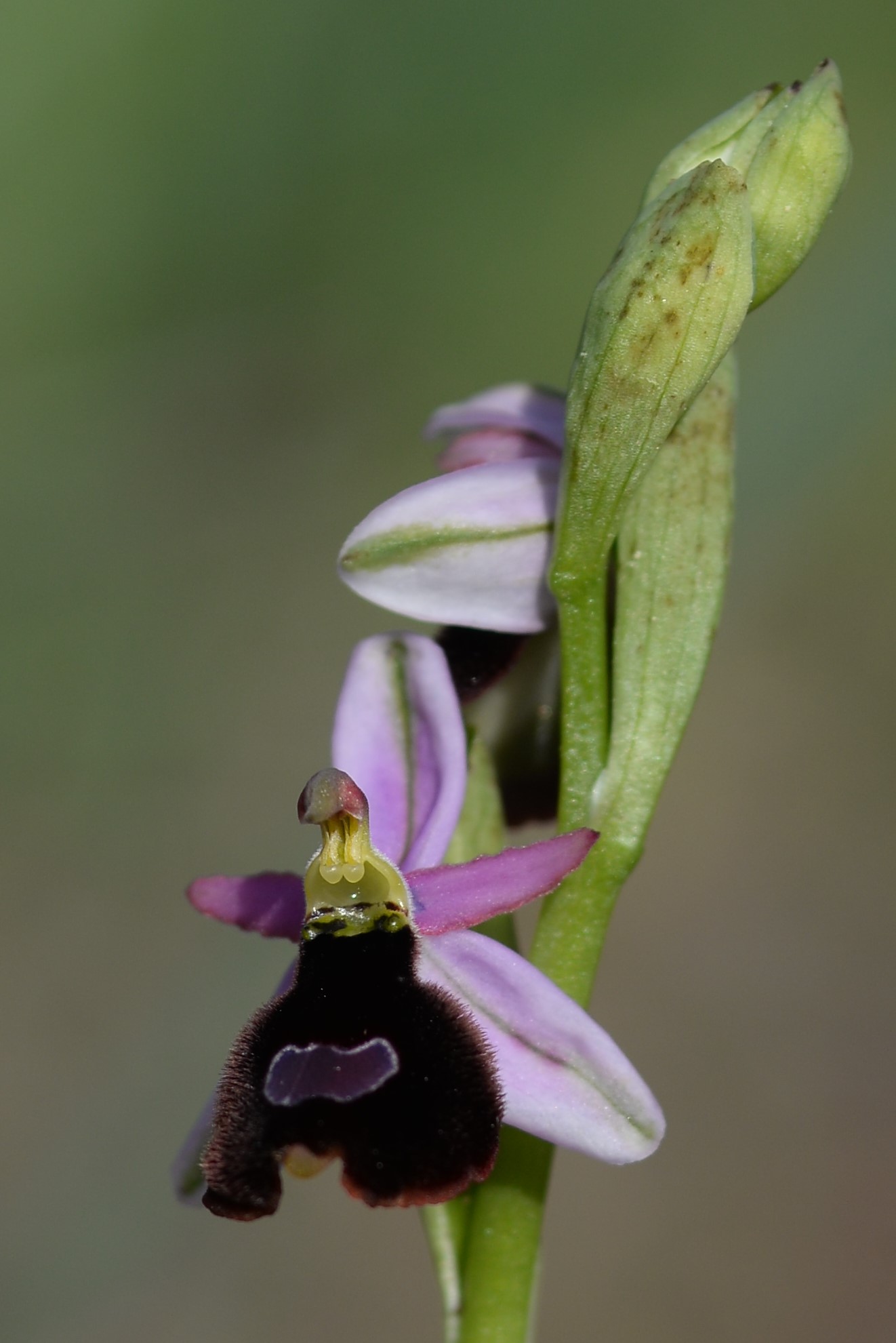 Ophrys balearica