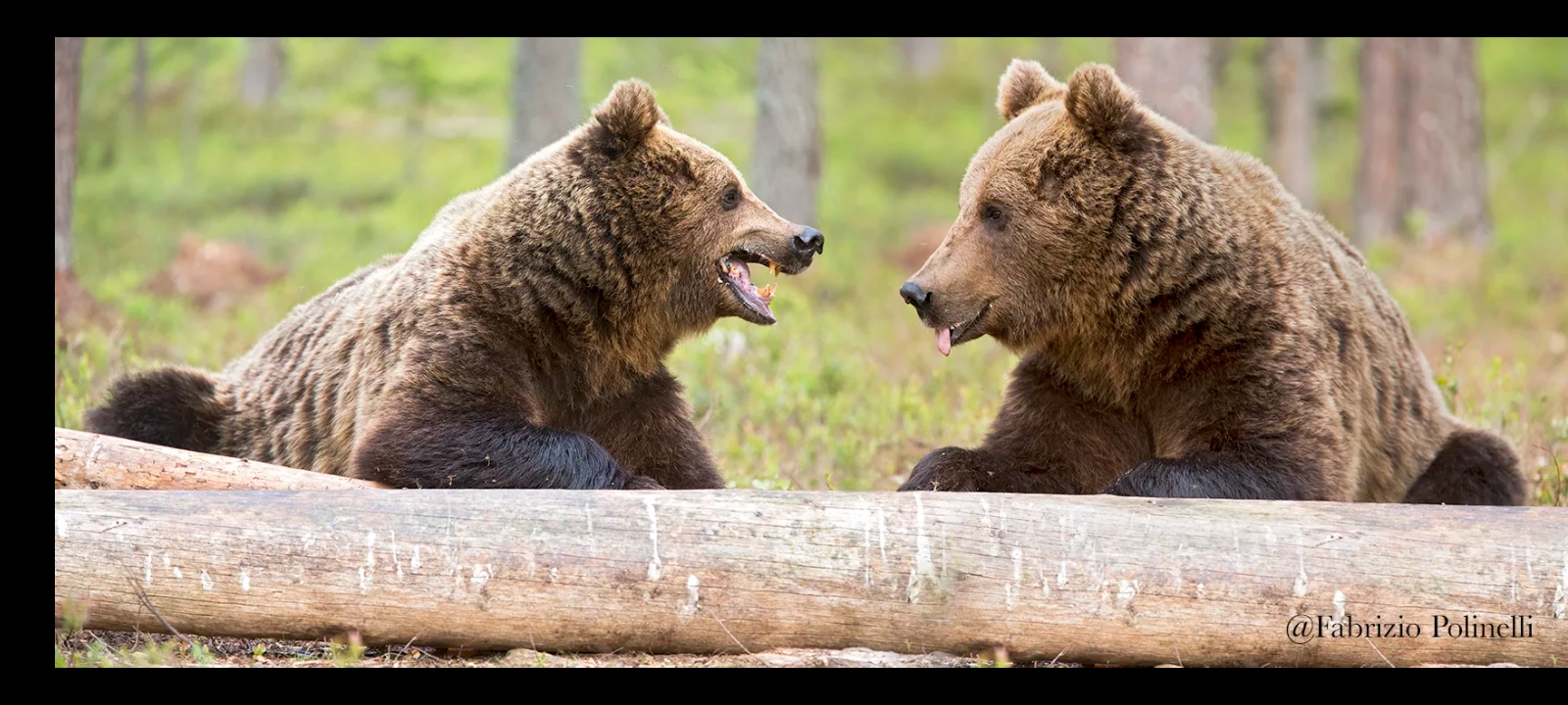 Finlandia terra di orsi bei ricordi
