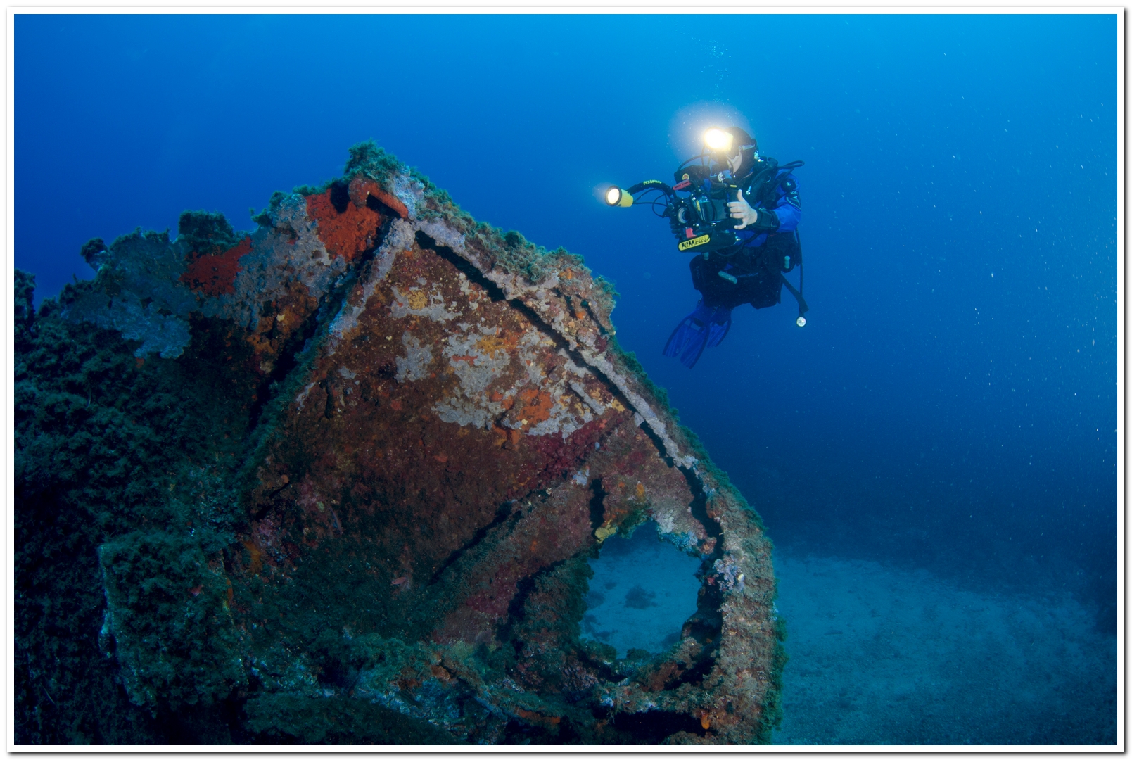 Nasello preda del safari